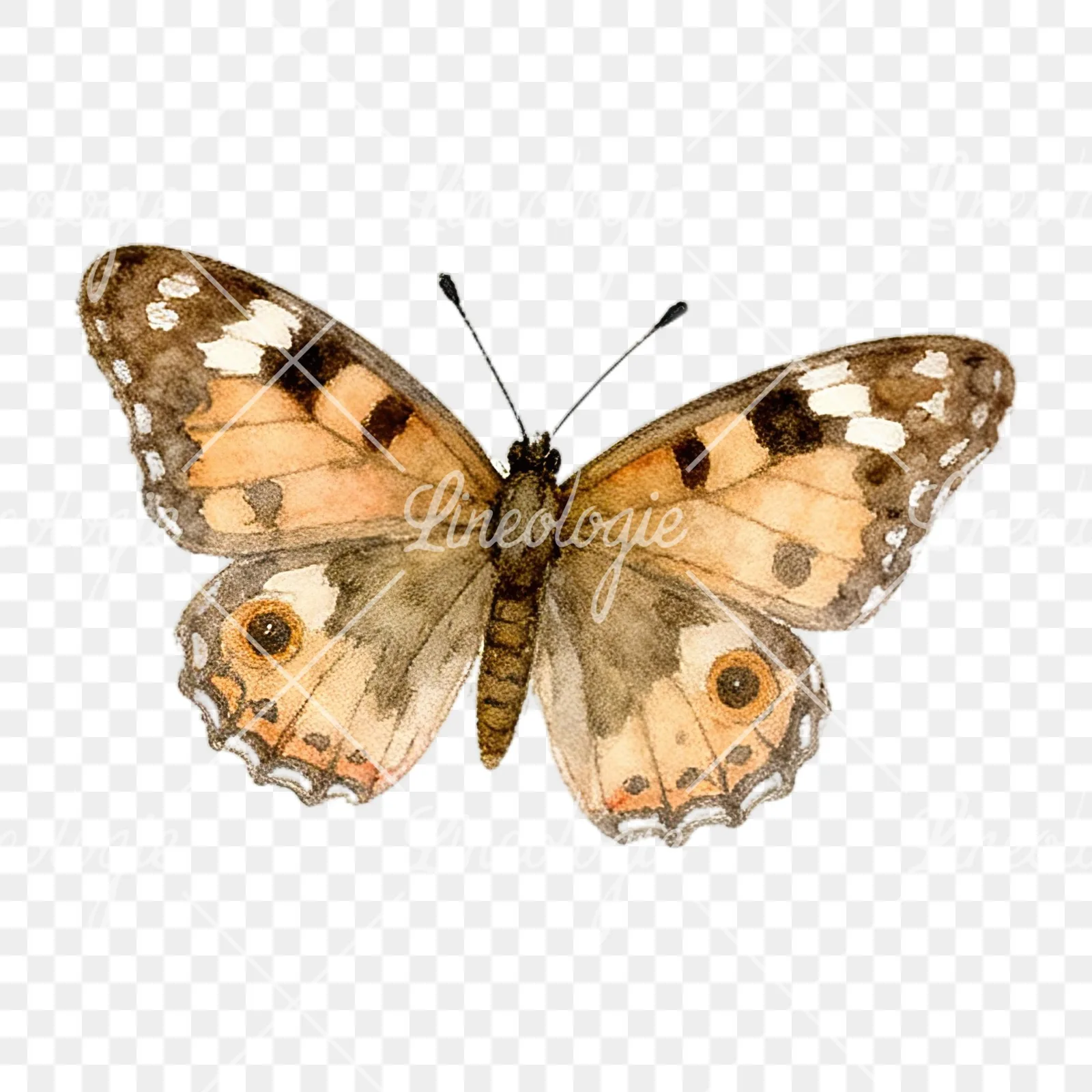 Watercolor summer meadow mix with insects clipart 2 of 16 on a transparent background (PNG)