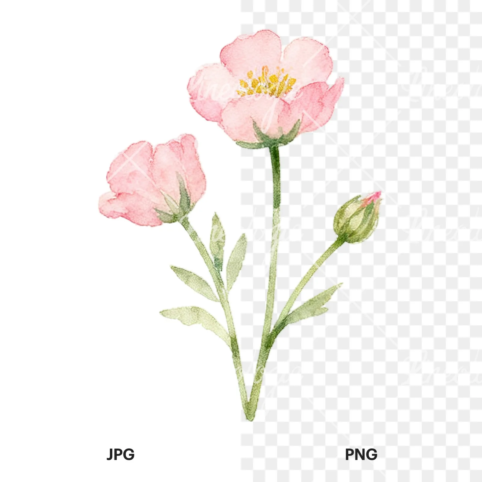 Watercolor summer meadow mix with insects clipart 4 of 16, as a JPG on white and a transparent PNG