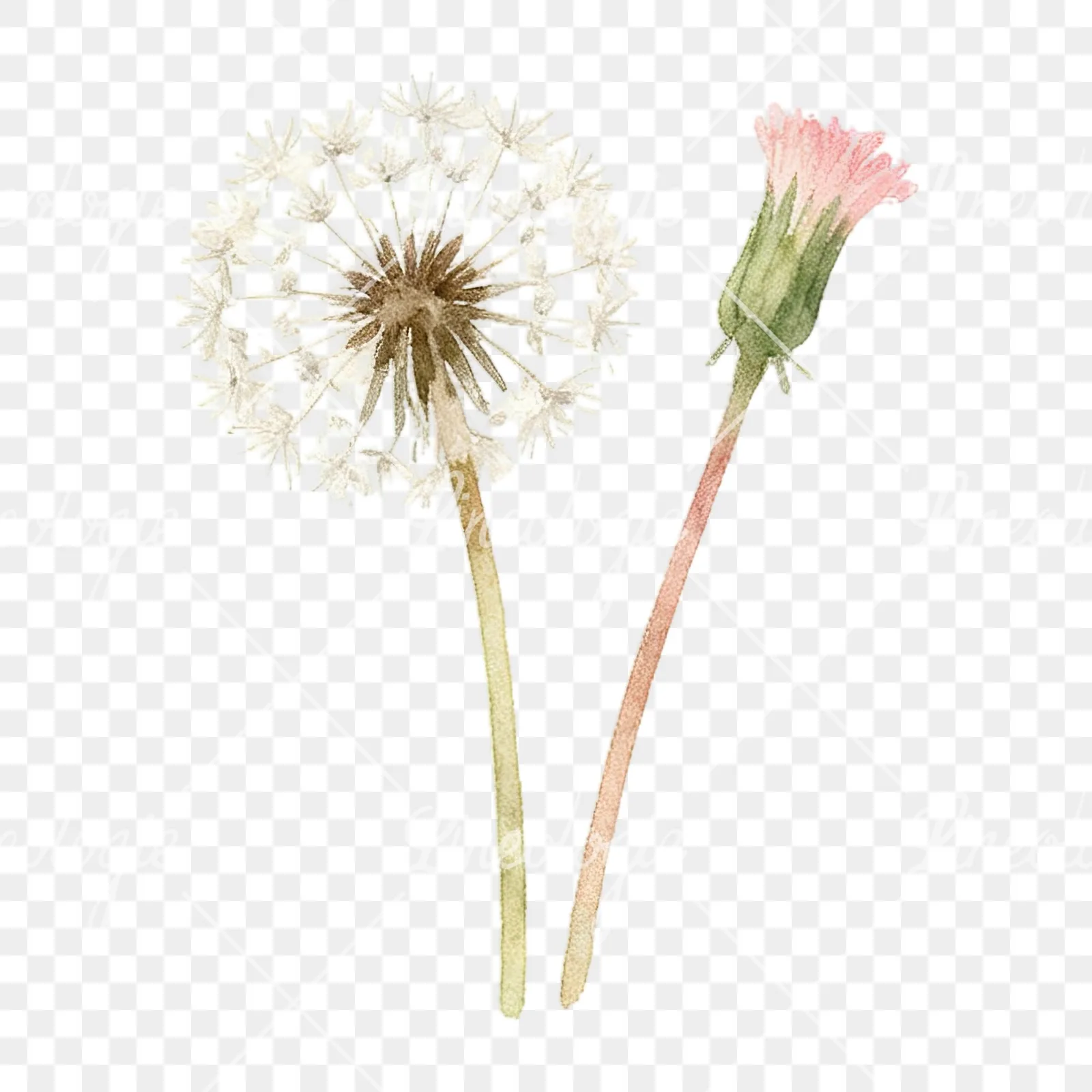 Watercolor summer meadow mix with insects clipart 5 of 16 on a transparent background (PNG)