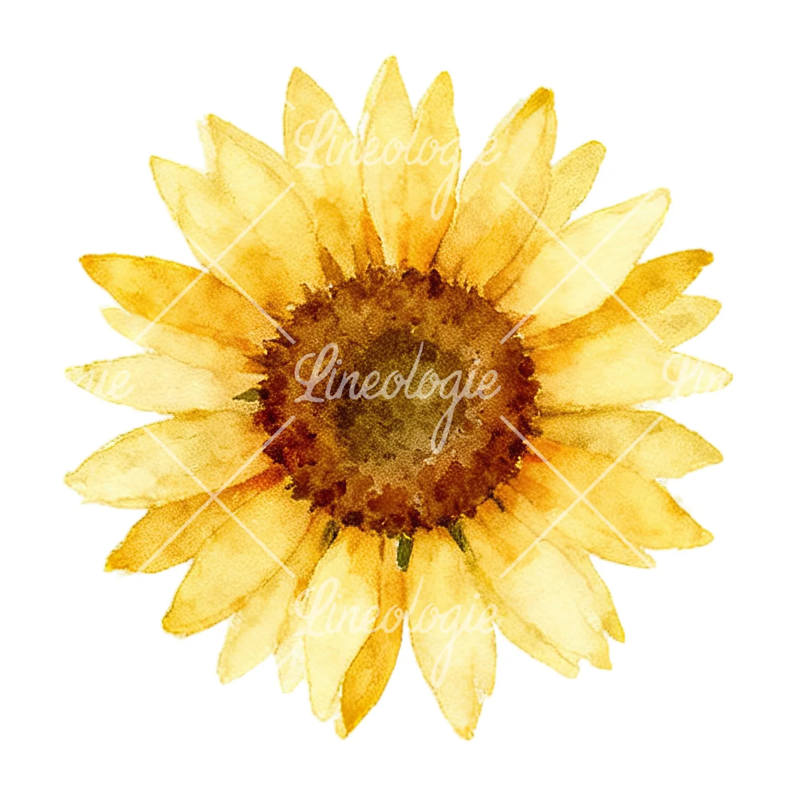 Watercolor summer meadow mix with insects clipart 9 of 16 on a white background (JPG)