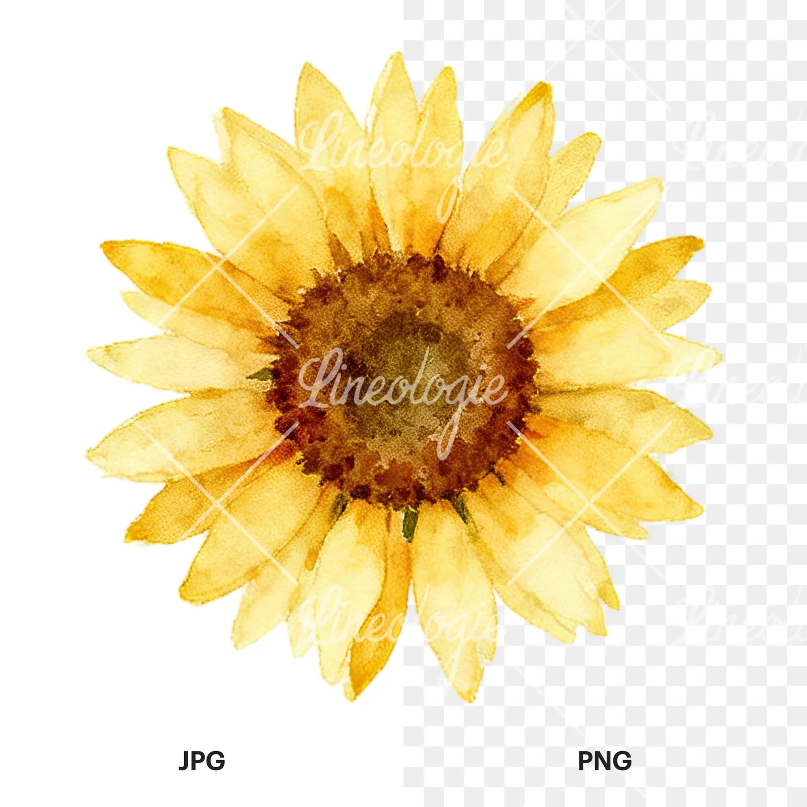 Watercolor summer meadow mix with insects clipart 9 of 16, as a JPG on white and a transparent PNG