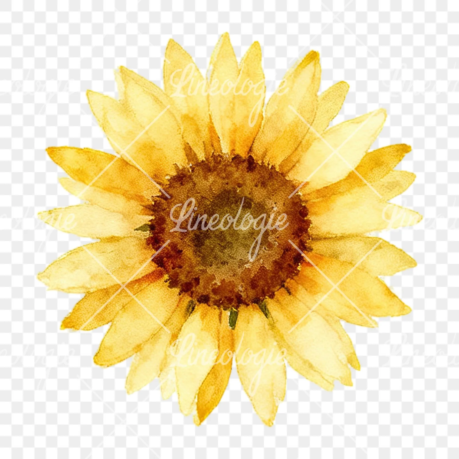 Watercolor summer meadow mix with insects clipart 9 of 16 on a transparent background (PNG)