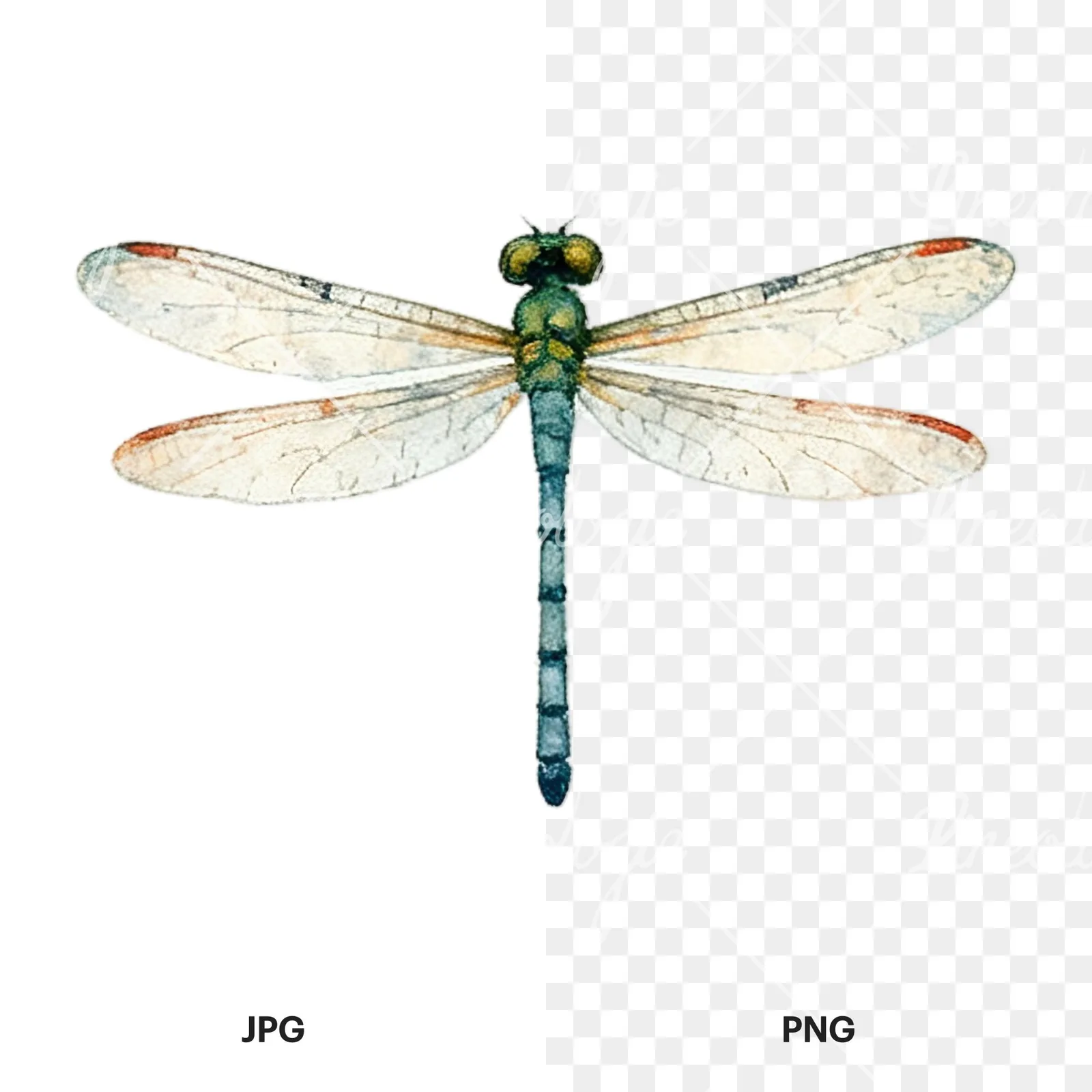 Watercolor summer meadow mix with insects clipart 12 of 16, as a JPG on white and a transparent PNG