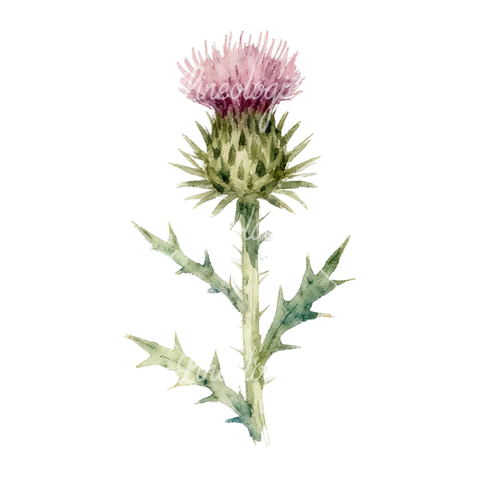 Watercolor summer meadow mix with insects clipart 13 of 16 on a white background (JPG)