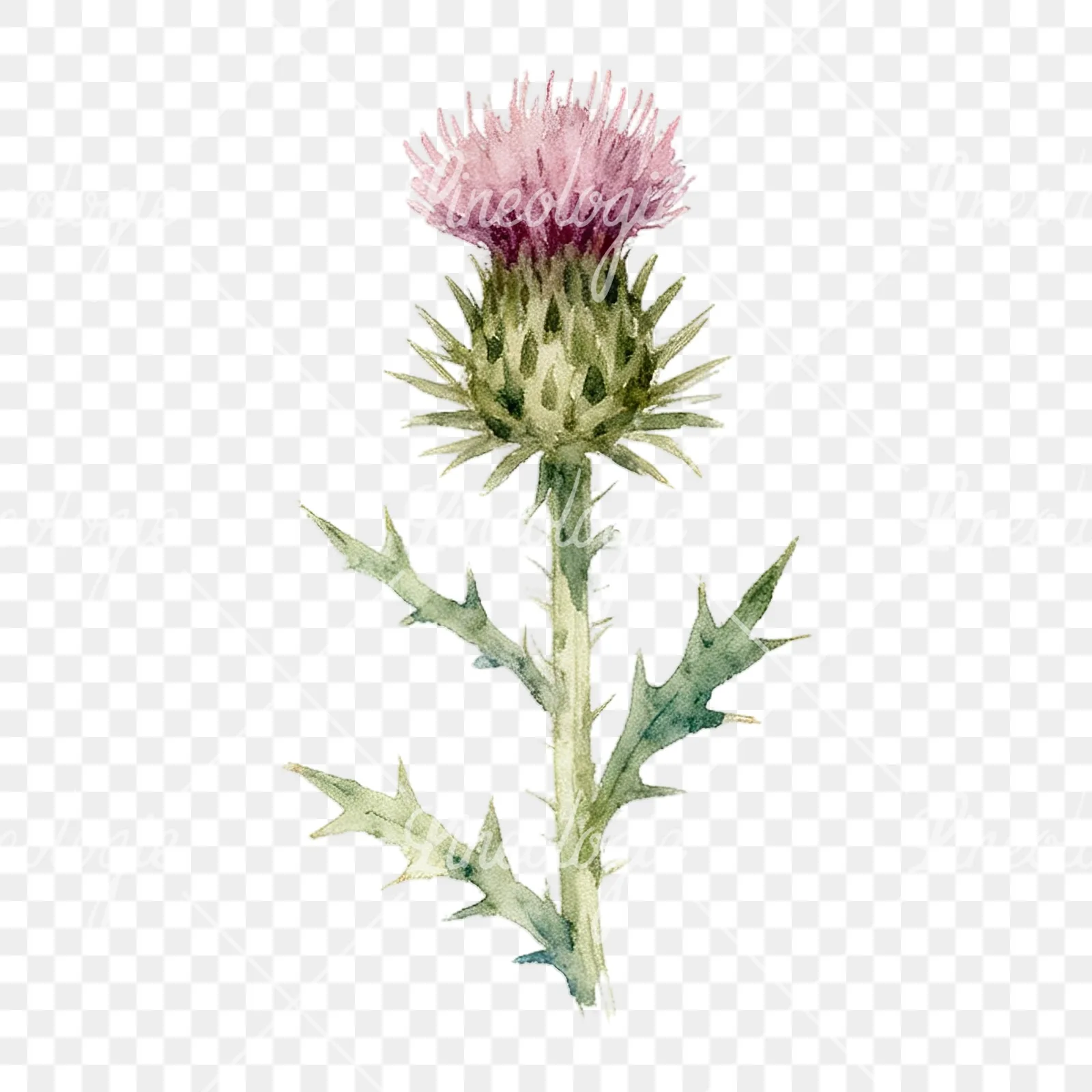 Watercolor summer meadow mix with insects clipart 13 of 16 on a transparent background (PNG)