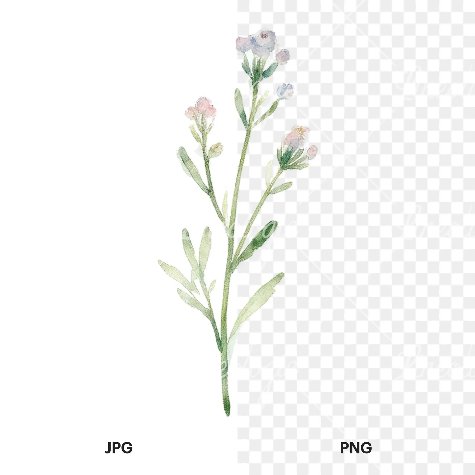 Watercolor summer meadow mix with insects clipart 15 of 16, as a JPG on white and a transparent PNG