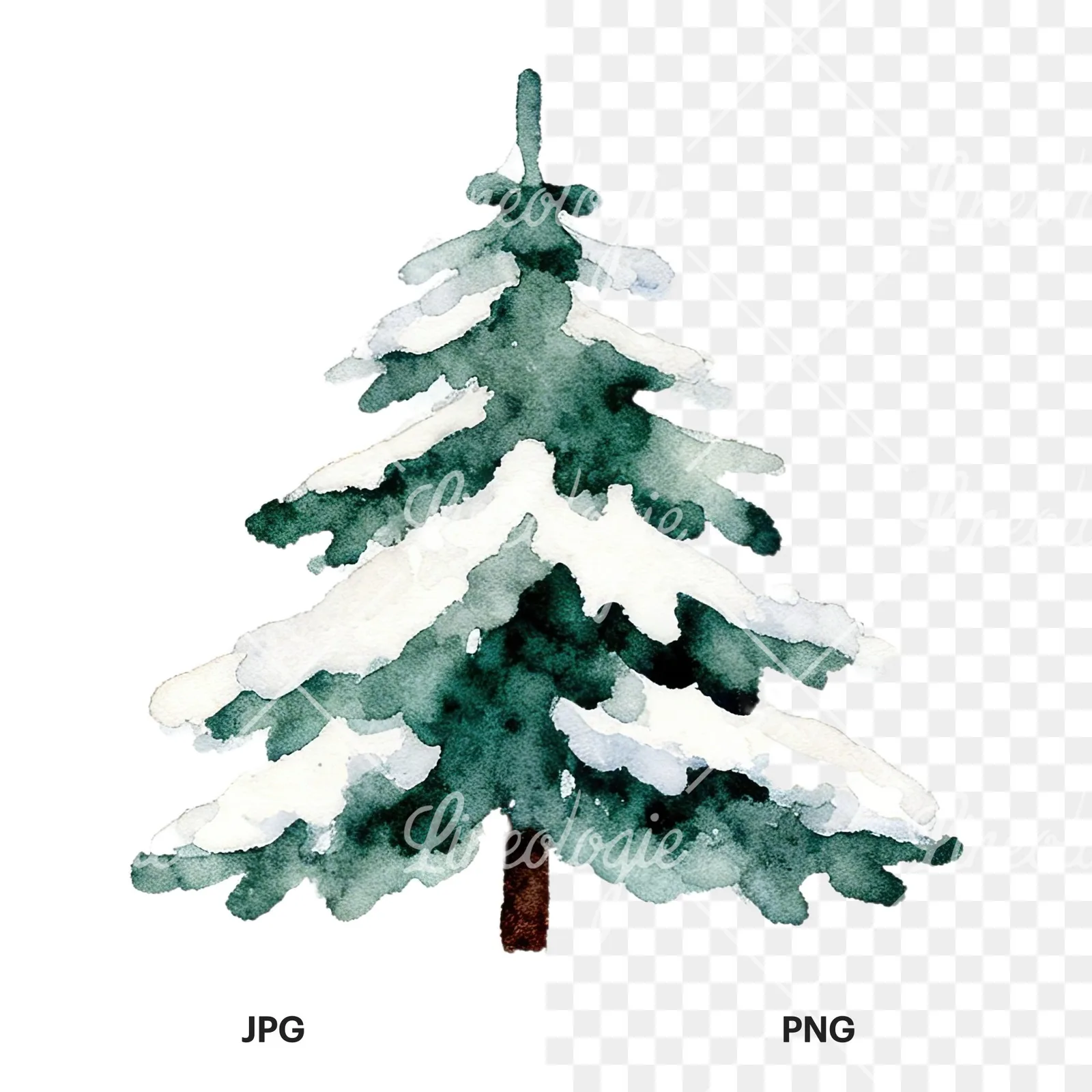 Watercolor winter pine tree clipart 1 of 16, as a JPG on white and a transparent PNG