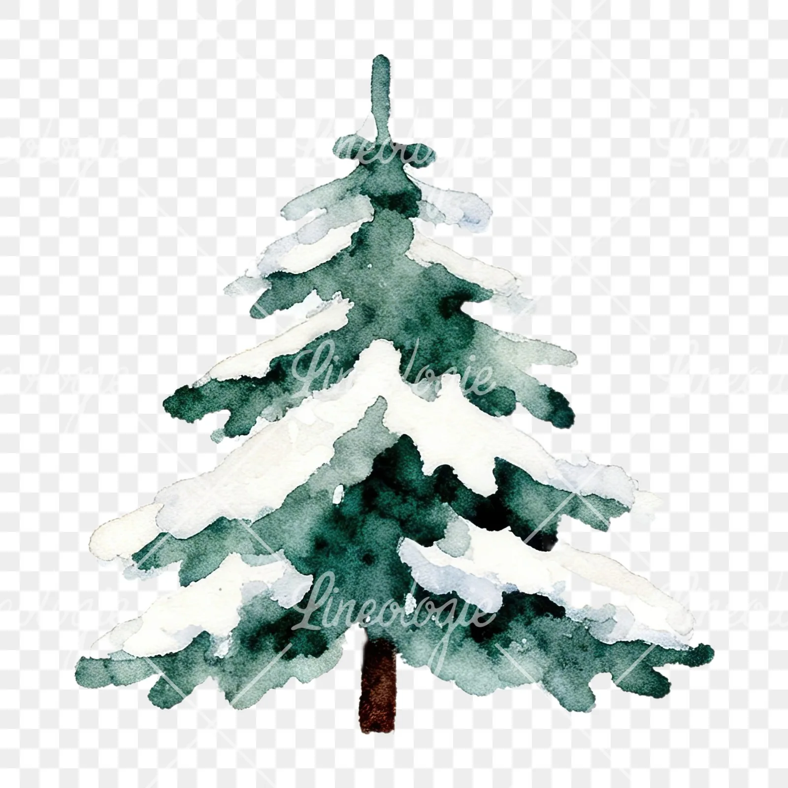 Watercolor winter pine tree clipart 1 of 16 on a transparent background (PNG)
