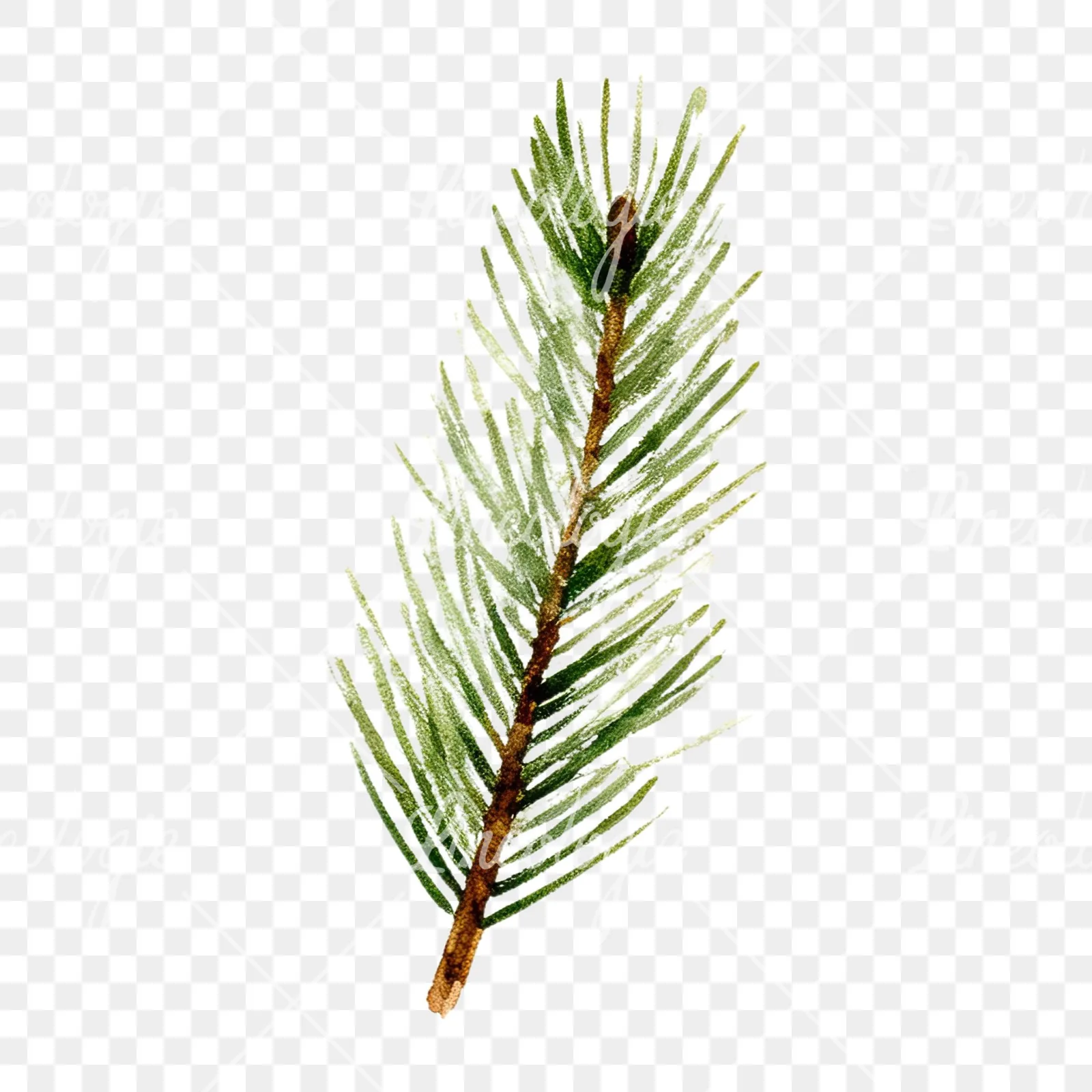 Watercolor winter pine tree clipart 2 of 16 on a transparent background (PNG)