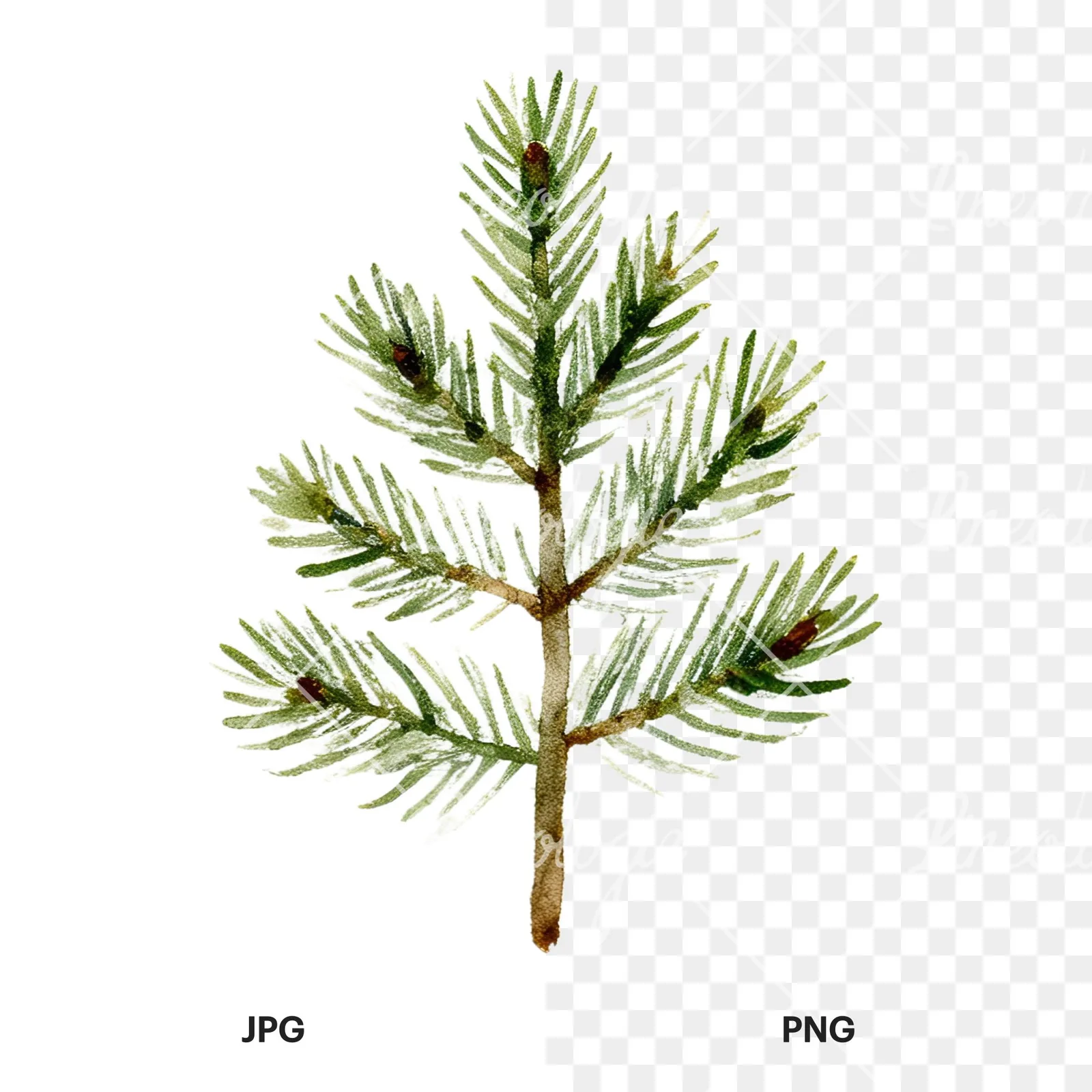 Watercolor winter pine tree clipart 4 of 16, as a JPG on white and a transparent PNG