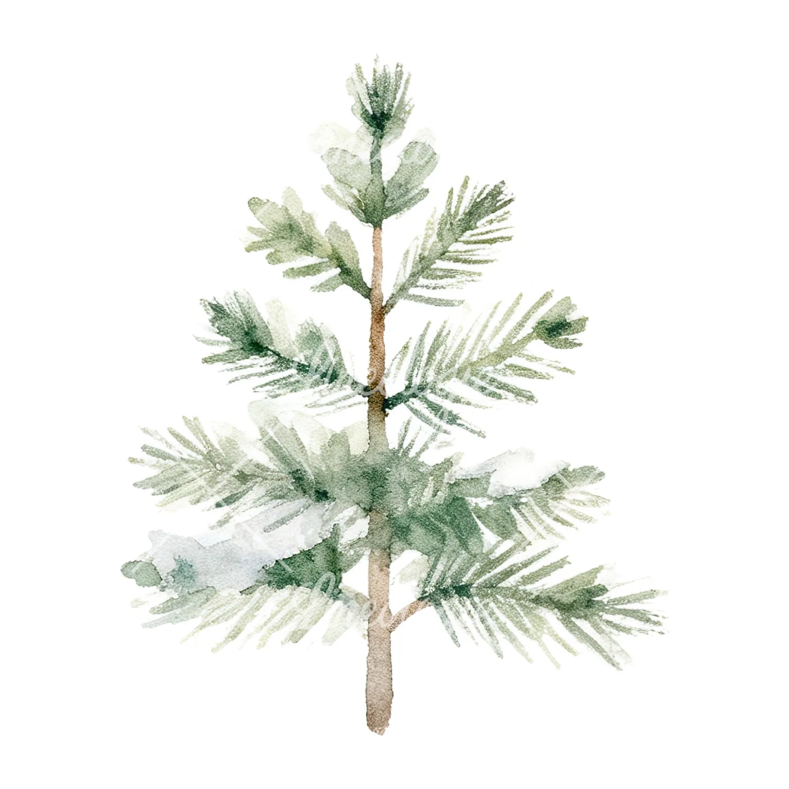 Watercolor winter pine tree clipart 5 of 16 on a white background (JPG)