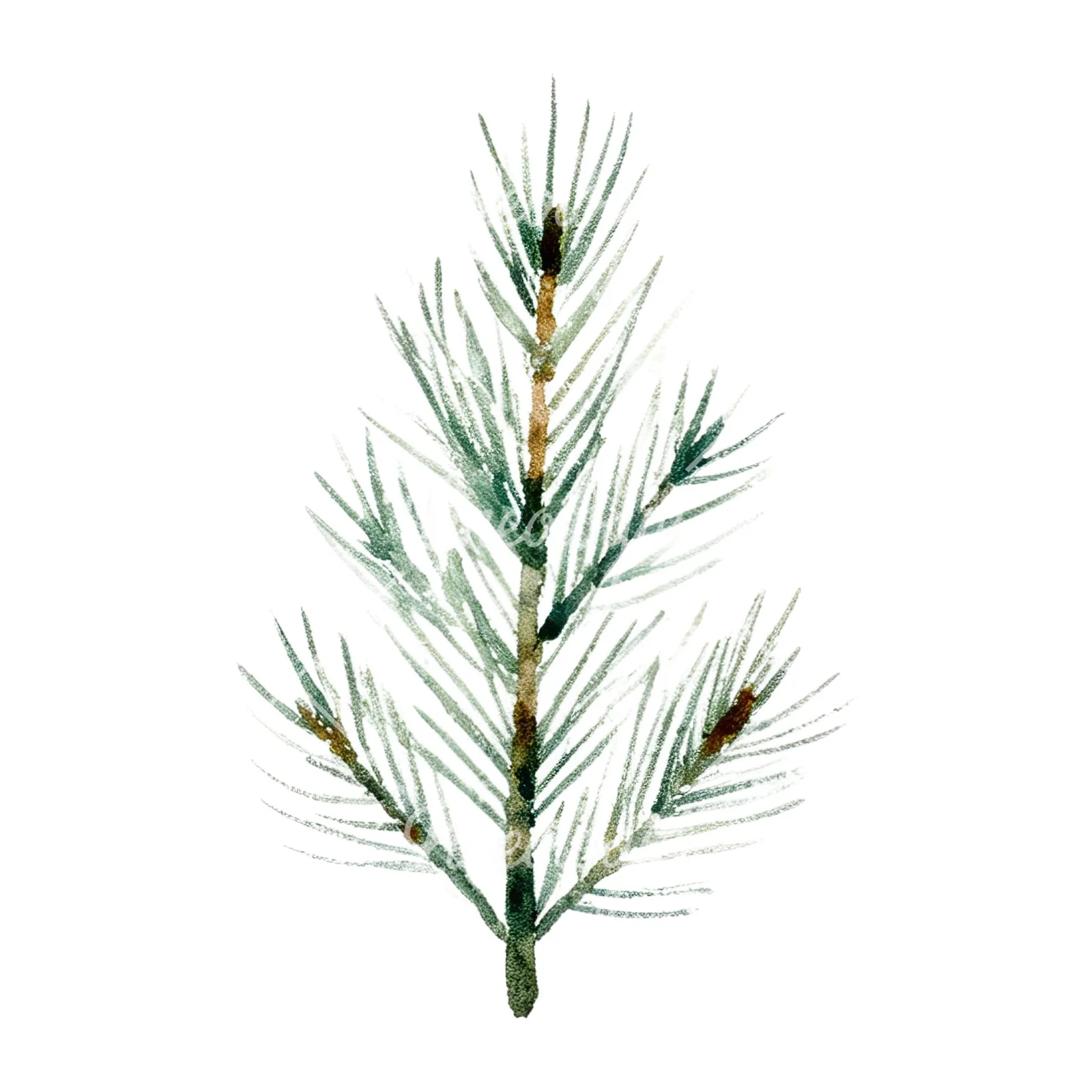 Watercolor winter pine tree clipart 6 of 16 on a white background (JPG)