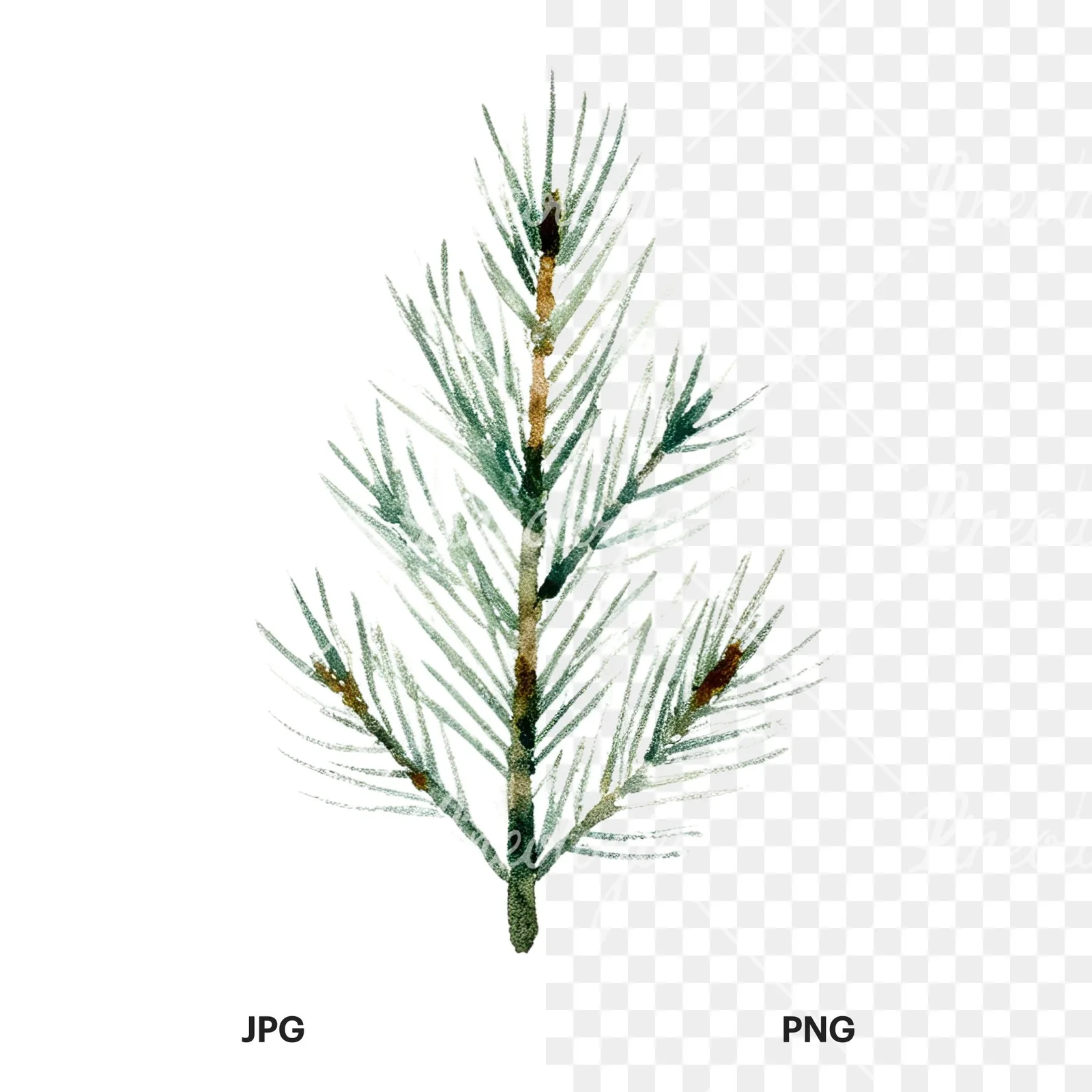 Watercolor winter pine tree clipart 6 of 16, as a JPG on white and a transparent PNG