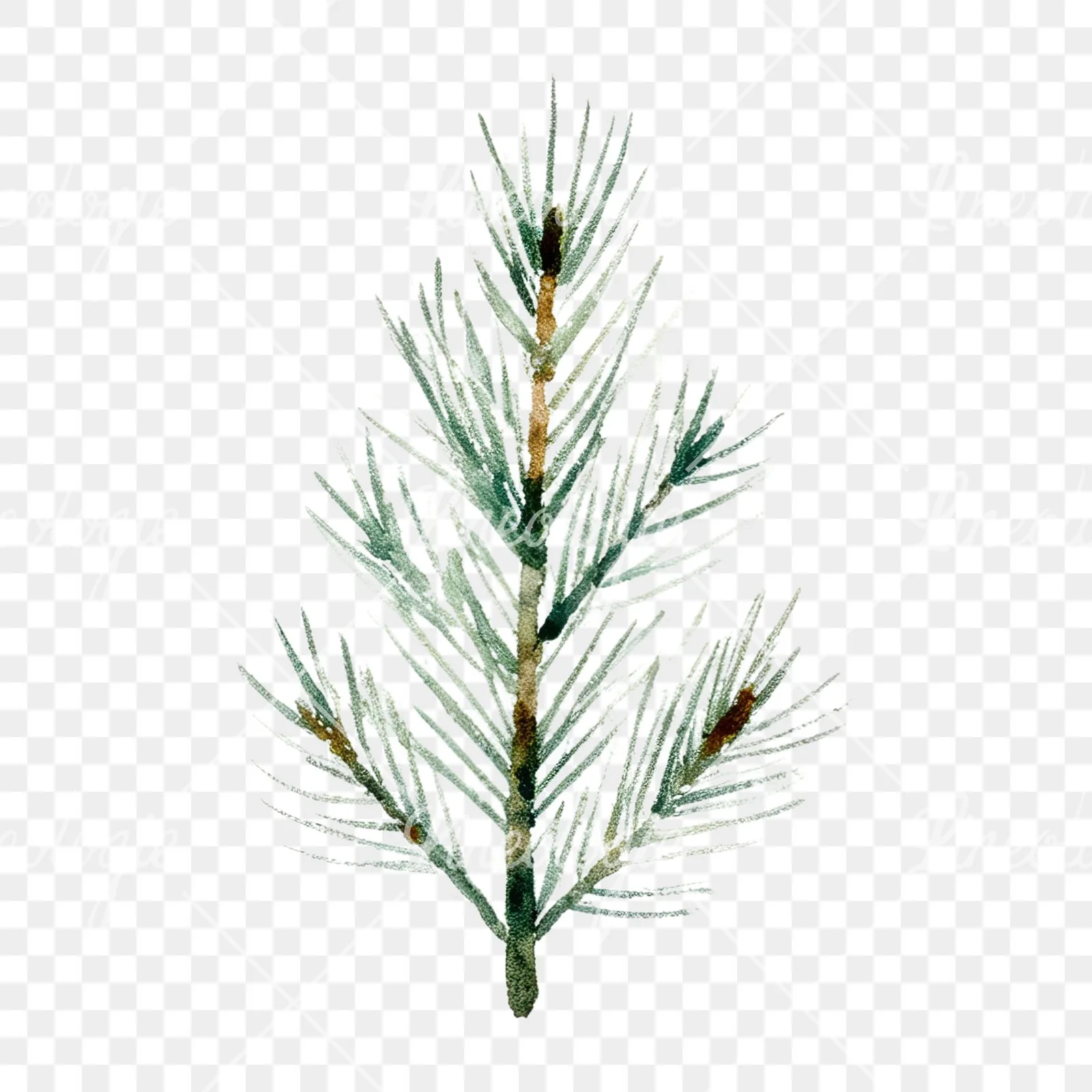 Watercolor winter pine tree clipart 6 of 16 on a transparent background (PNG)