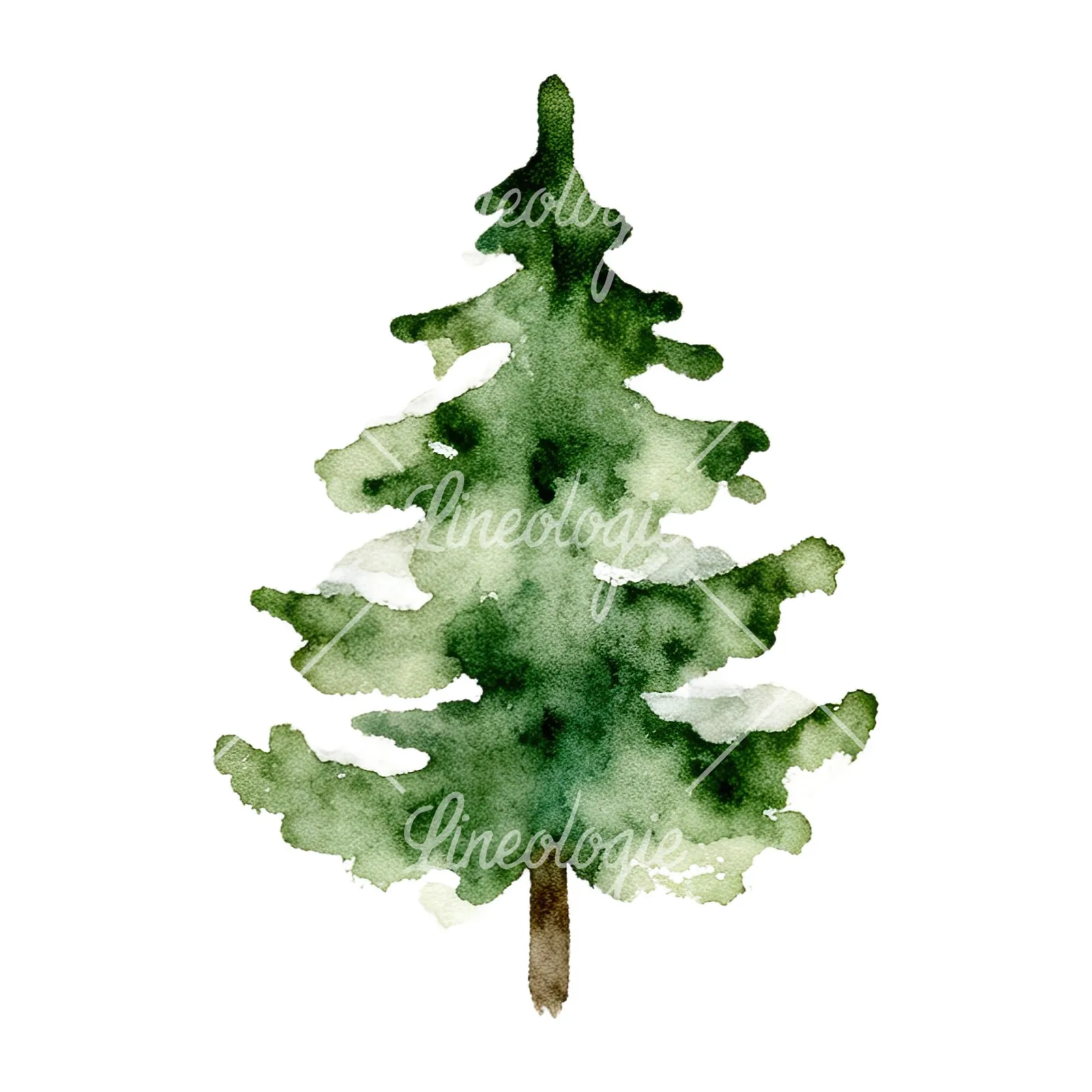 Watercolor winter pine tree clipart 7 of 16 on a white background (JPG)