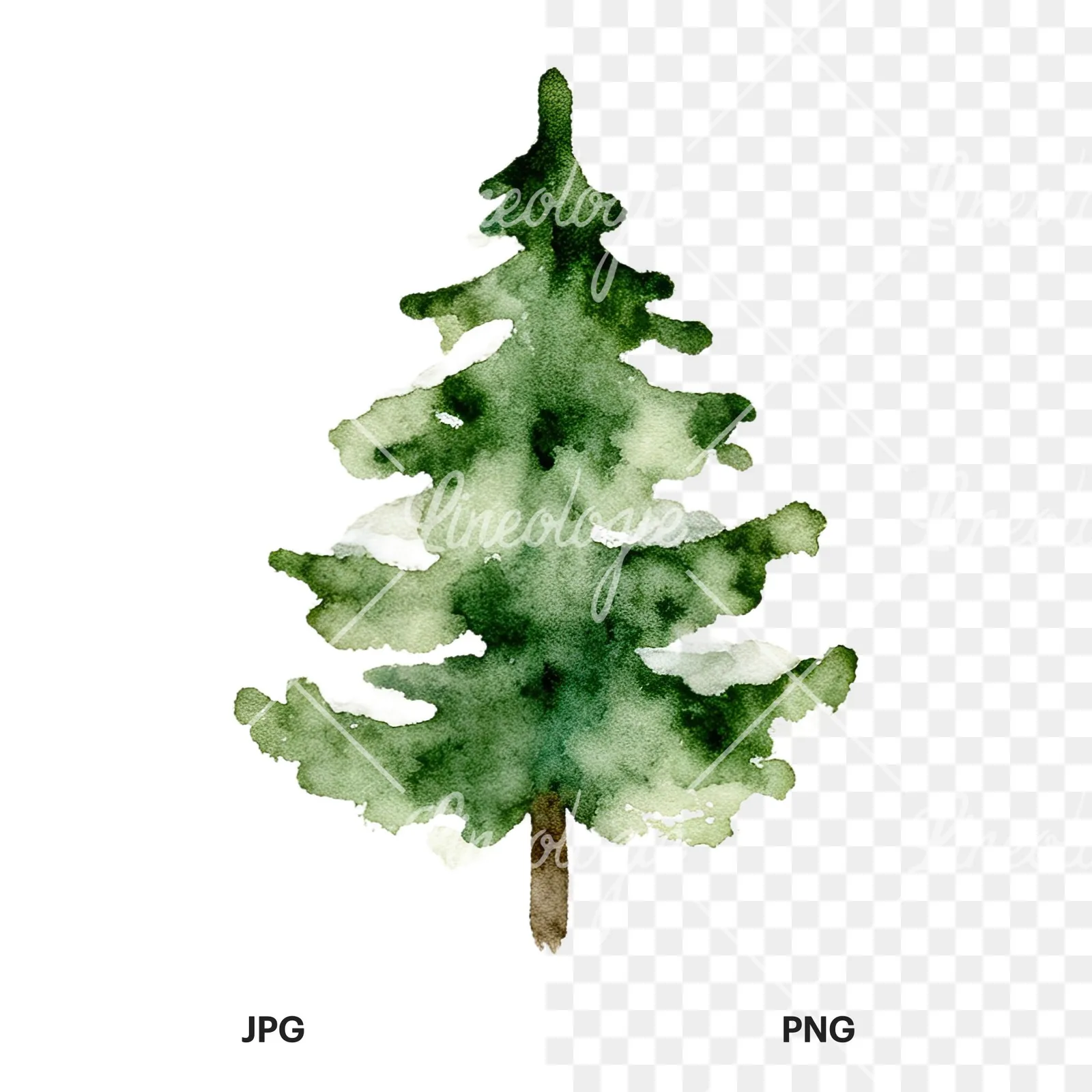 Watercolor winter pine tree clipart 7 of 16, as a JPG on white and a transparent PNG