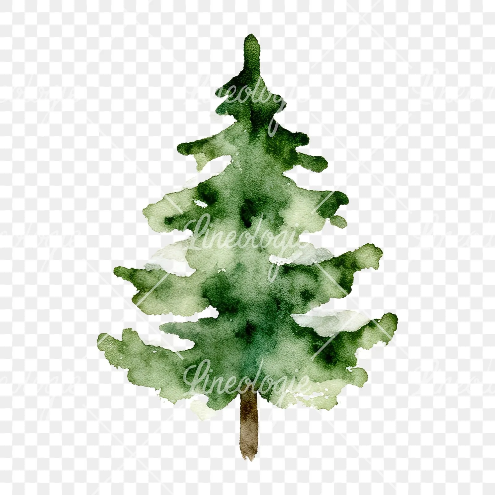 Watercolor winter pine tree clipart 7 of 16 on a transparent background (PNG)