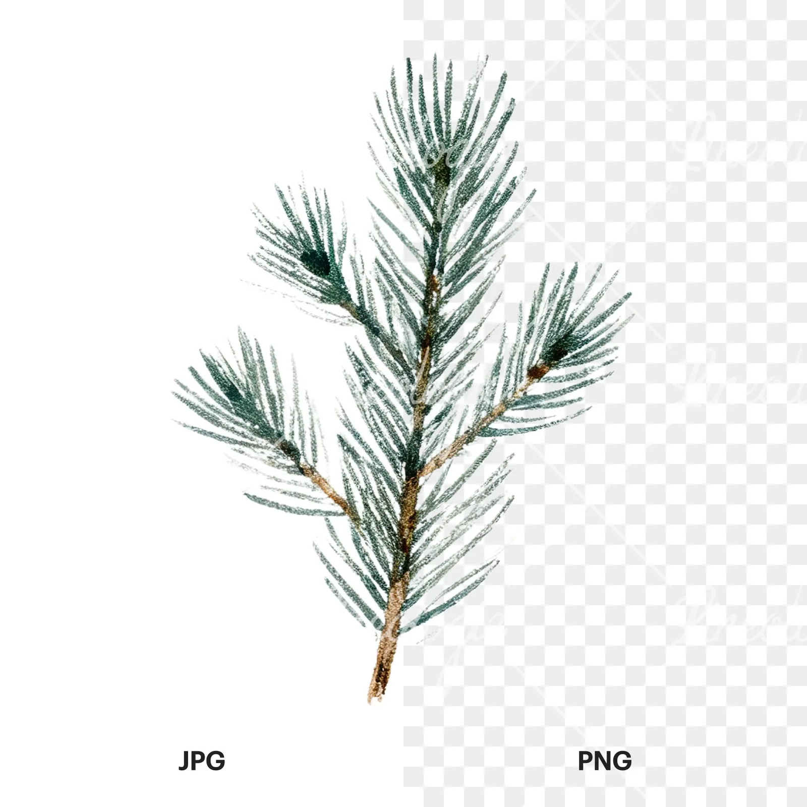 Watercolor winter pine tree clipart 8 of 16, as a JPG on white and a transparent PNG