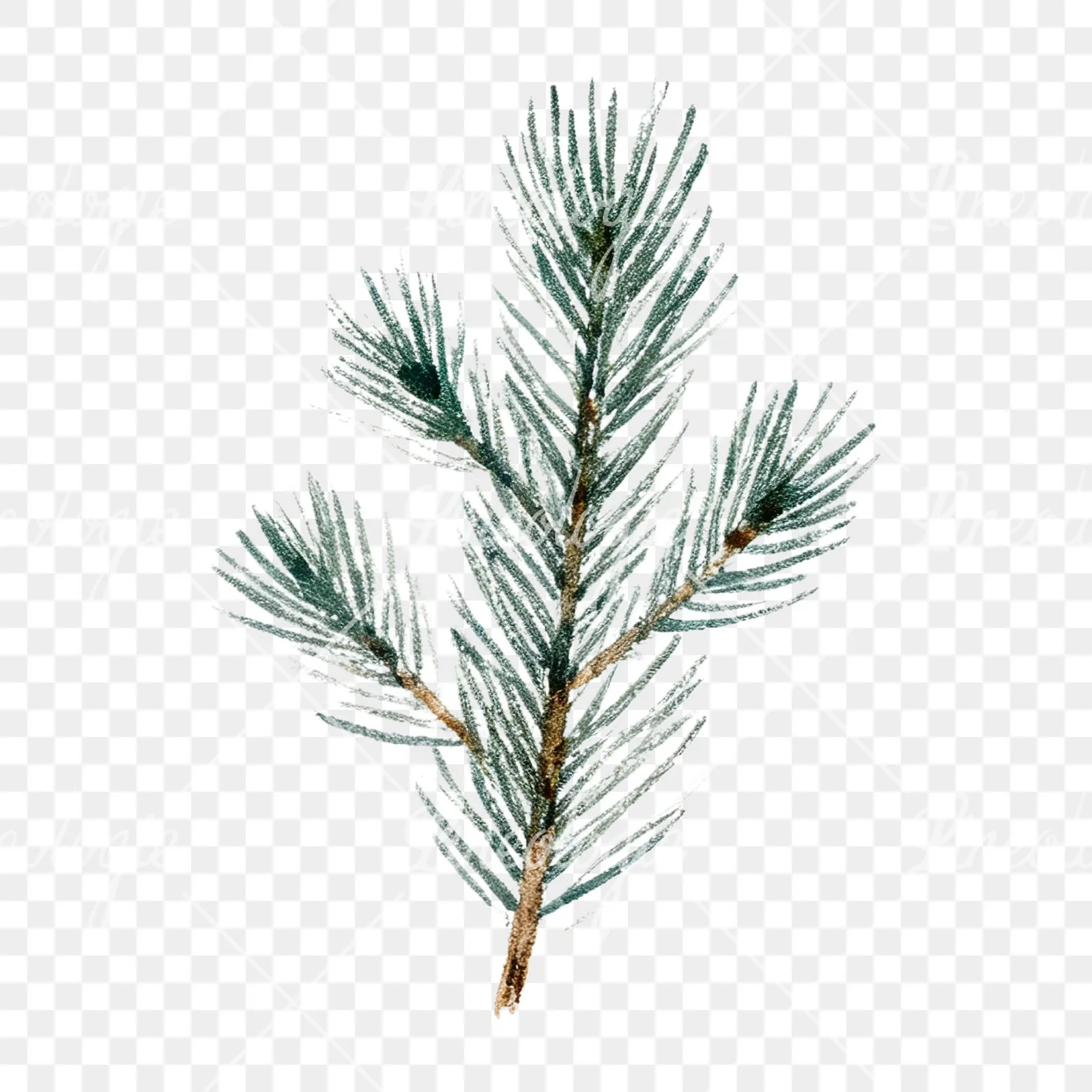 Watercolor winter pine tree clipart 8 of 16 on a transparent background (PNG)