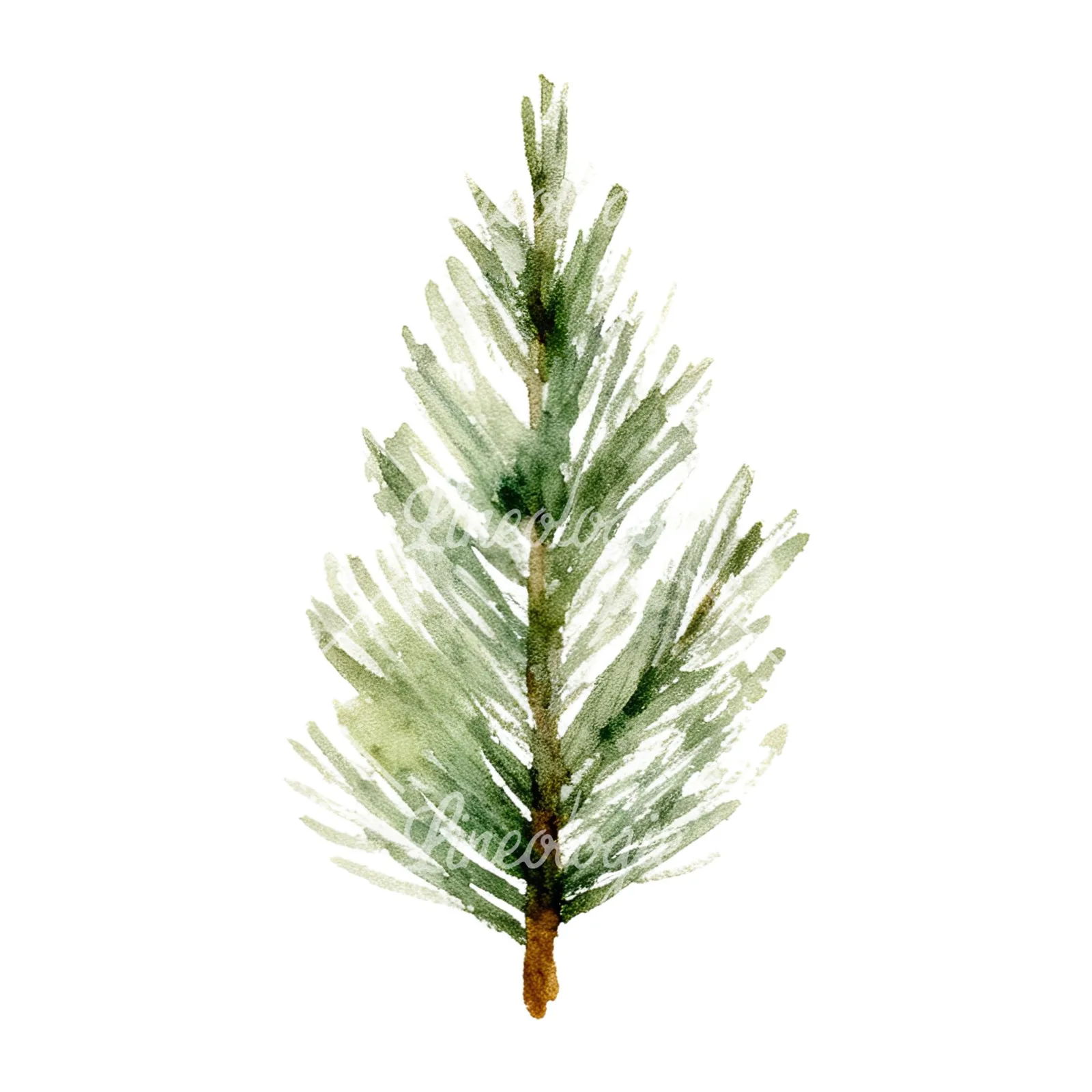 Watercolor winter pine tree clipart 10 of 16 on a white background (JPG)