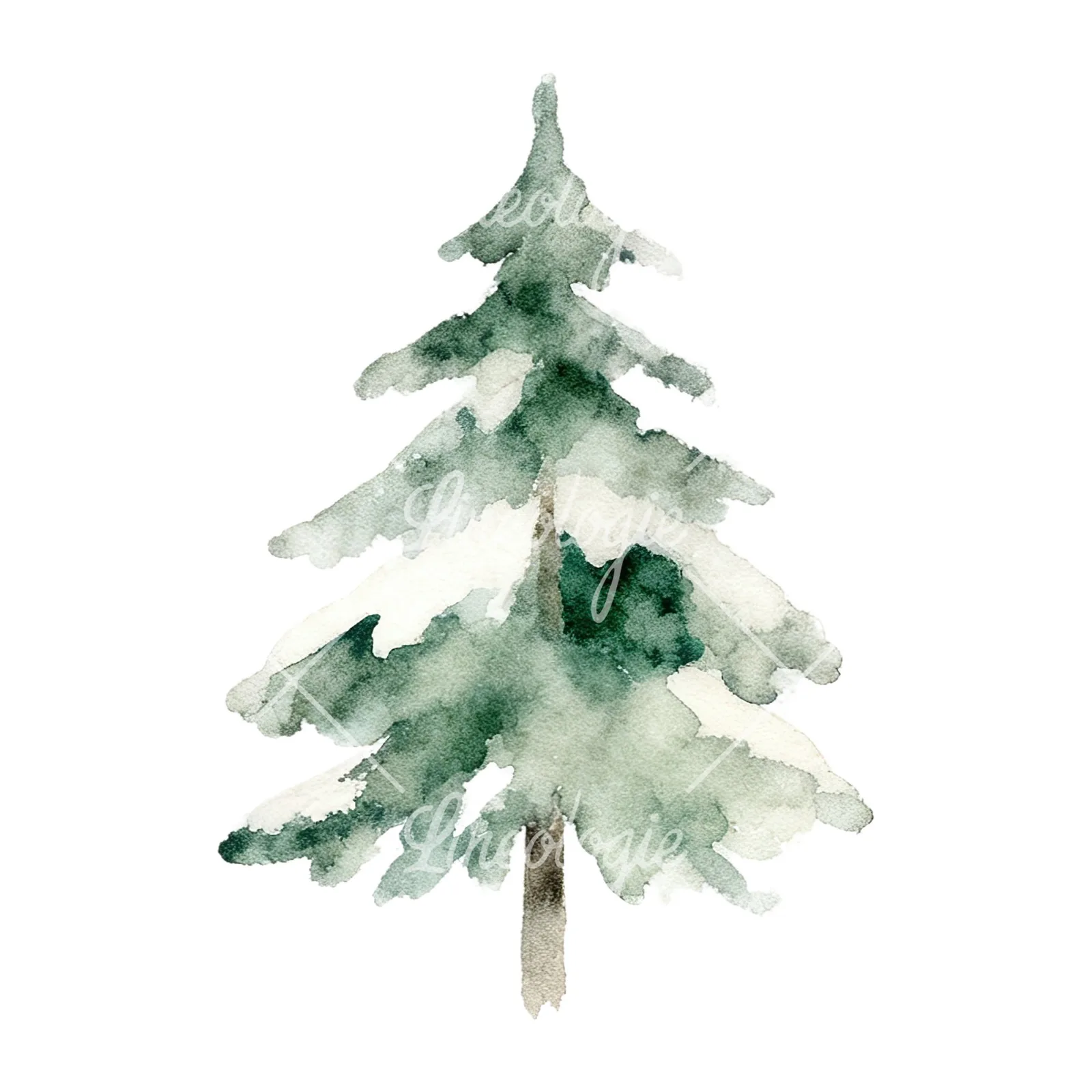 Watercolor winter pine tree clipart 11 of 16 on a white background (JPG)