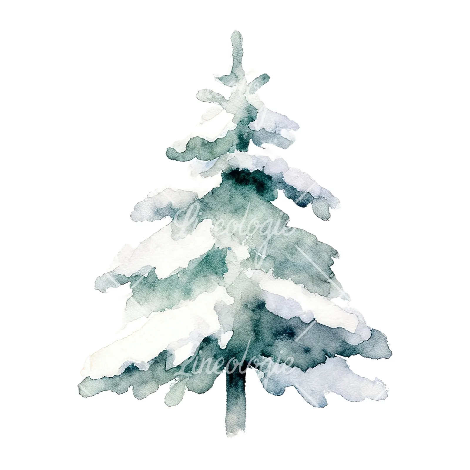 Watercolor winter pine tree clipart 13 of 16 on a white background (JPG)