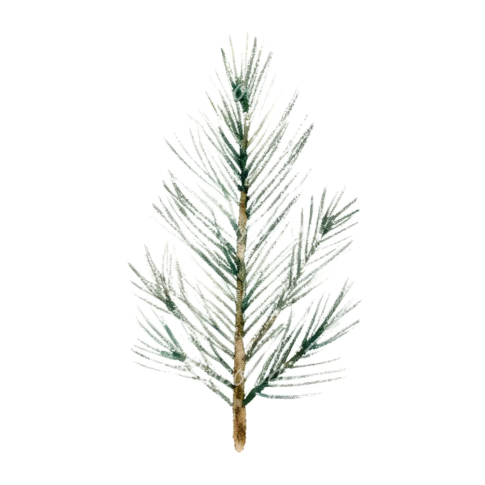 Watercolor winter pine tree clipart 14 of 16 on a white background (JPG)