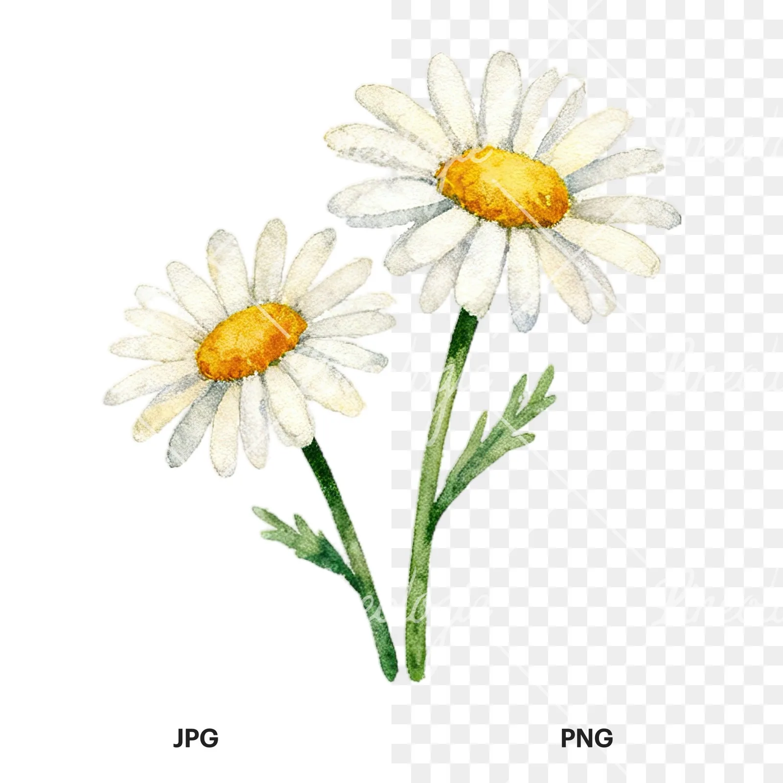 Watercolor summer meadow wildlife clipart 1 of 20, as a JPG on white and a transparent PNG