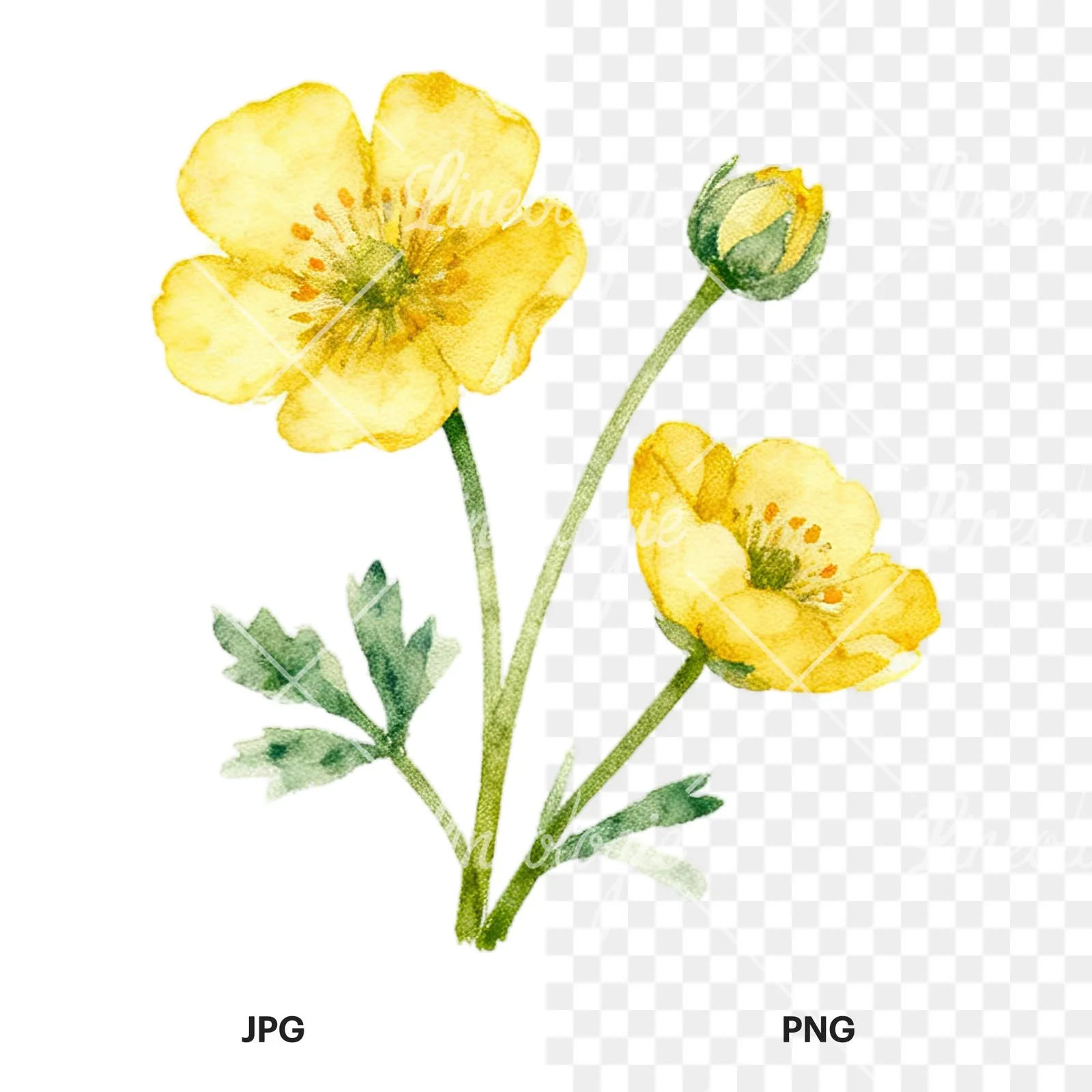 Watercolor summer meadow wildlife clipart 3 of 20, as a JPG on white and a transparent PNG