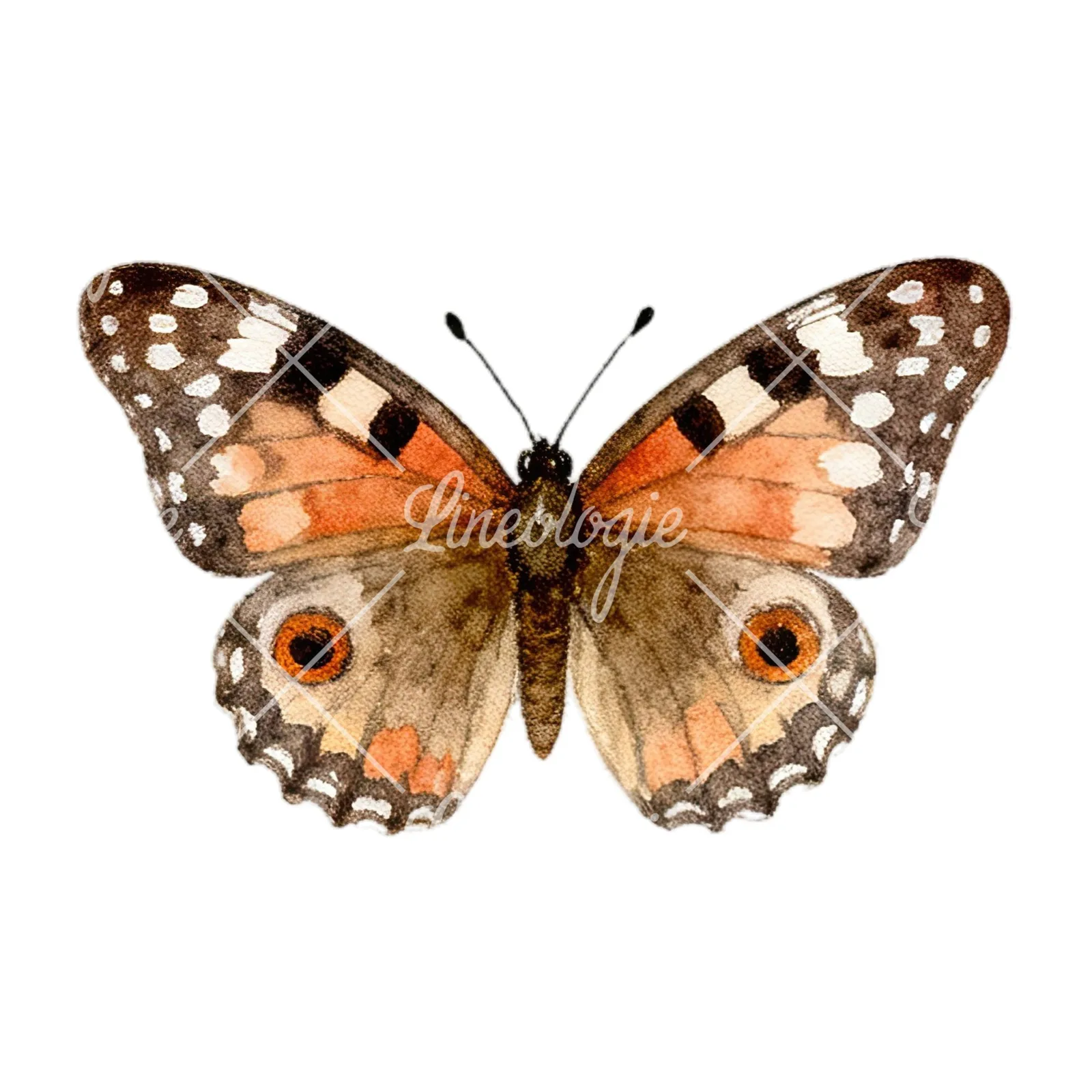 Watercolor summer meadow wildlife clipart 6 of 20 on a white background (JPG)