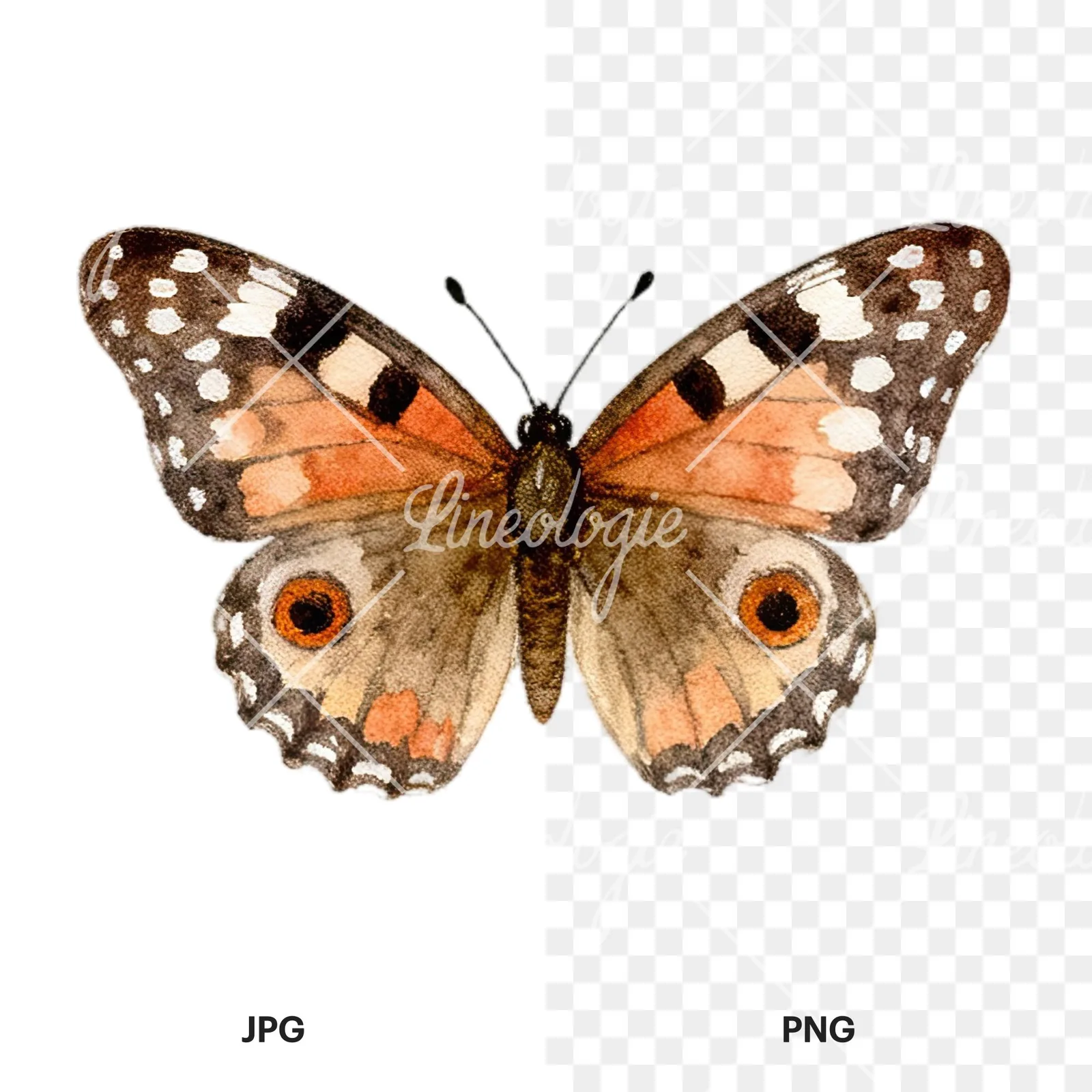 Watercolor summer meadow wildlife clipart 6 of 20, as a JPG on white and a transparent PNG
