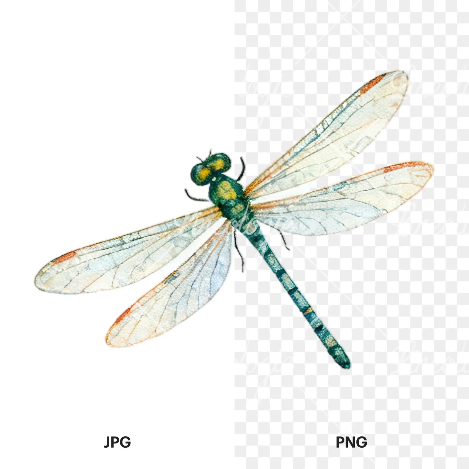 Watercolor summer meadow wildlife clipart 8 of 20, as a JPG on white and a transparent PNG