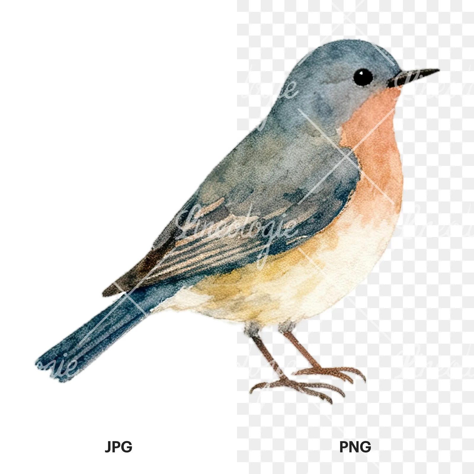 Watercolor summer meadow wildlife clipart 13 of 20, as a JPG on white and a transparent PNG