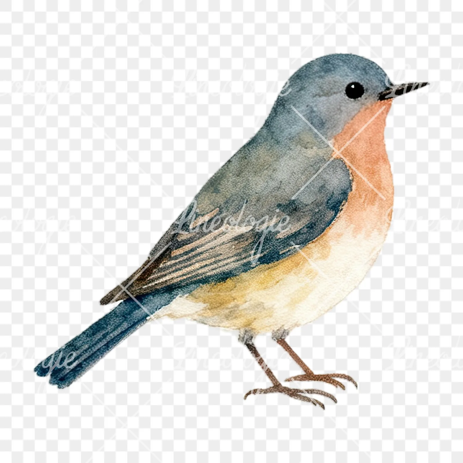 Watercolor summer meadow wildlife clipart 13 of 20 on a transparent background (PNG)