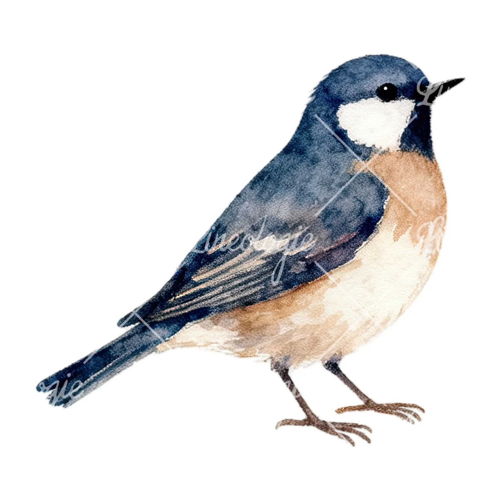 Watercolor summer meadow wildlife clipart 15 of 20 on a white background (JPG)