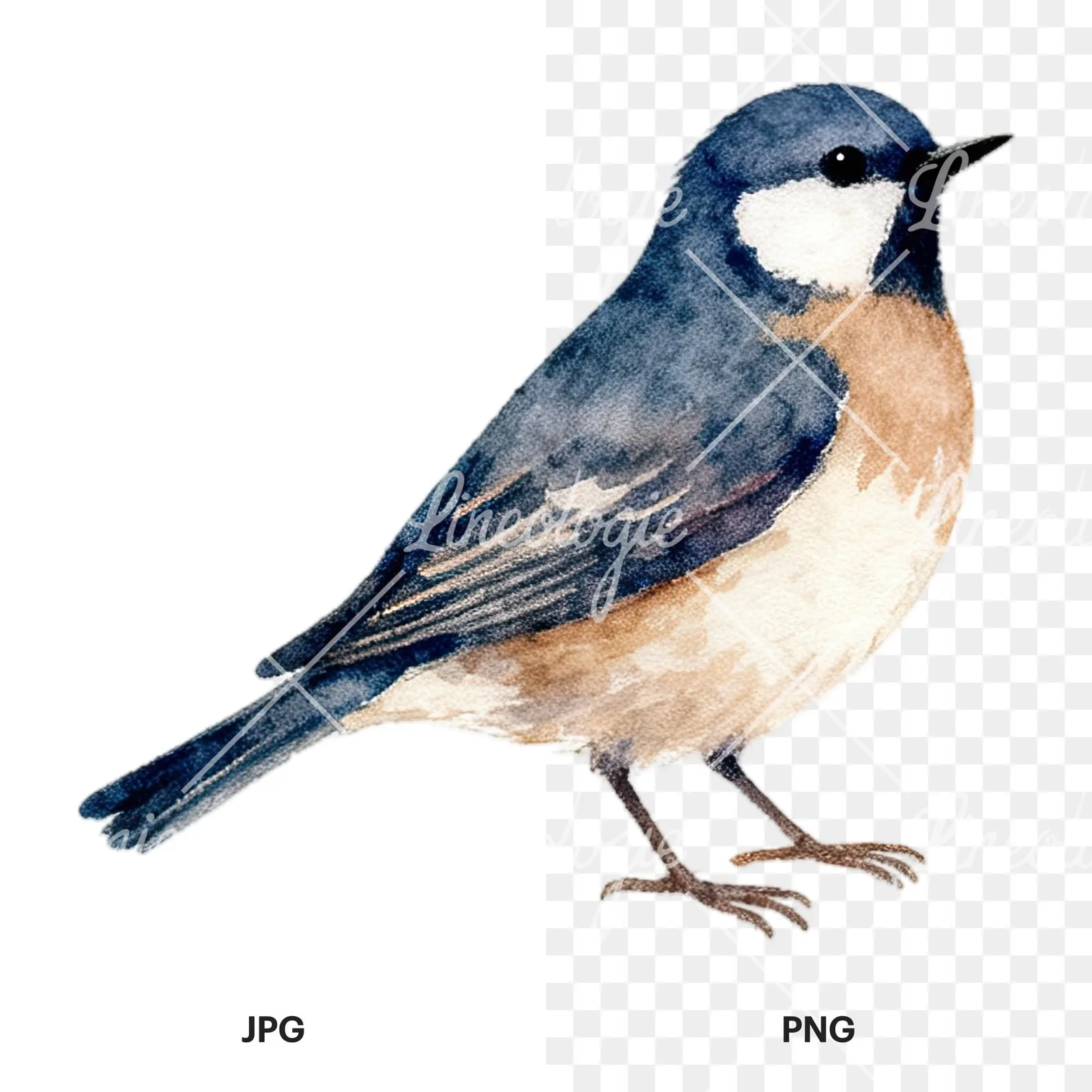 Watercolor summer meadow wildlife clipart 15 of 20, as a JPG on white and a transparent PNG
