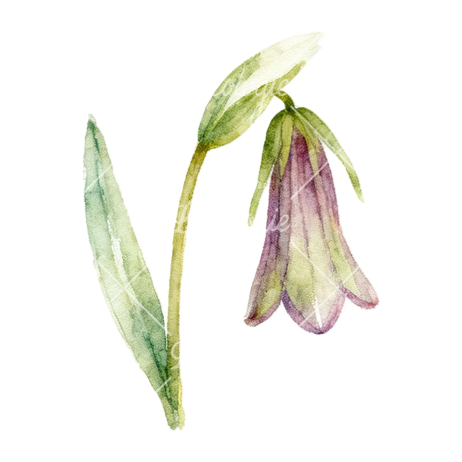 Watercolor summer meadow wildlife clipart 16 of 20 on a white background (JPG)