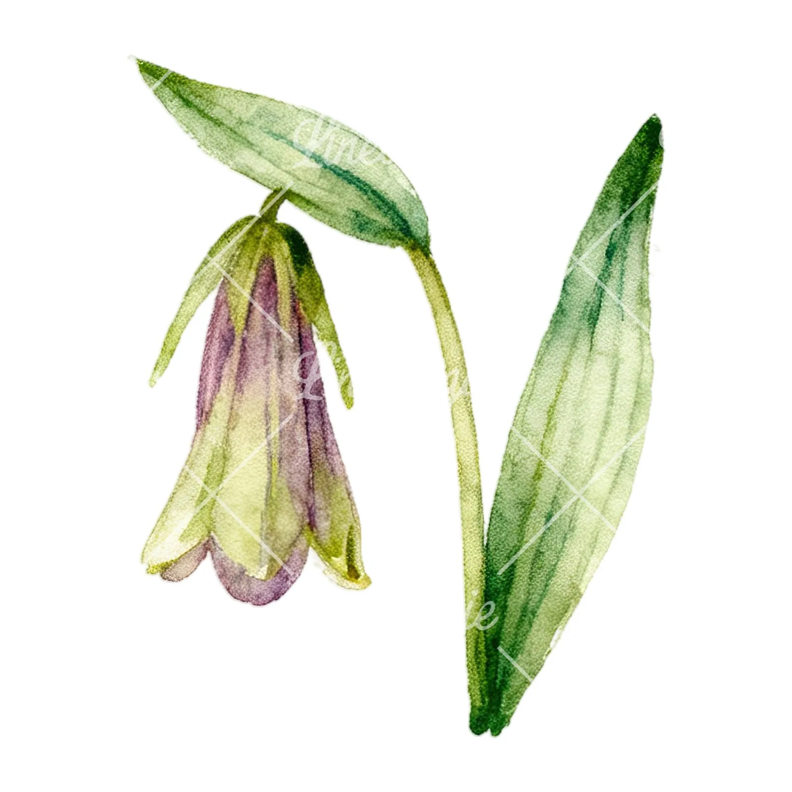 Watercolor summer meadow wildlife clipart 17 of 20 on a white background (JPG)