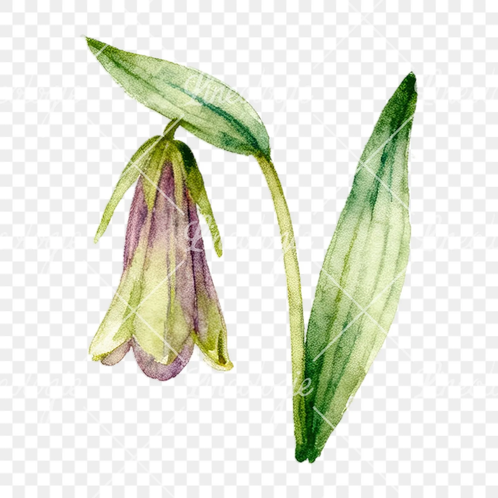 Watercolor summer meadow wildlife clipart 17 of 20 on a transparent background (PNG)