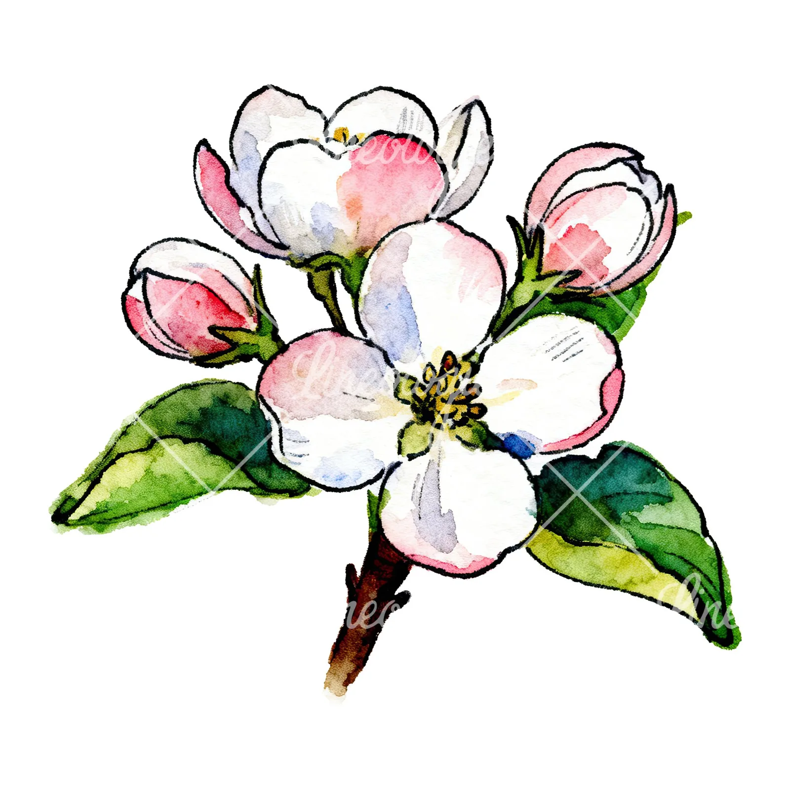 Watercolor apple blossom with green leaves clipart 1 of 6 on a white background (JPG)