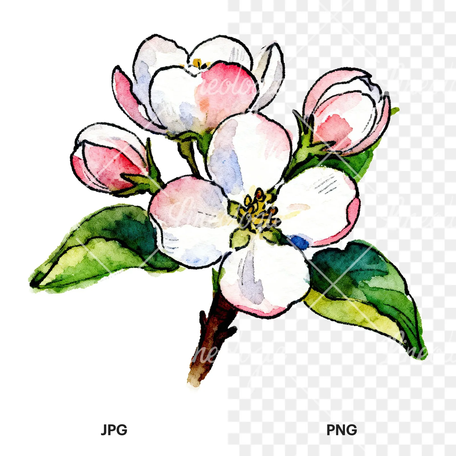 Watercolor apple blossom with green leaves clipart 1 of 6, as a JPG on white and a transparent PNG