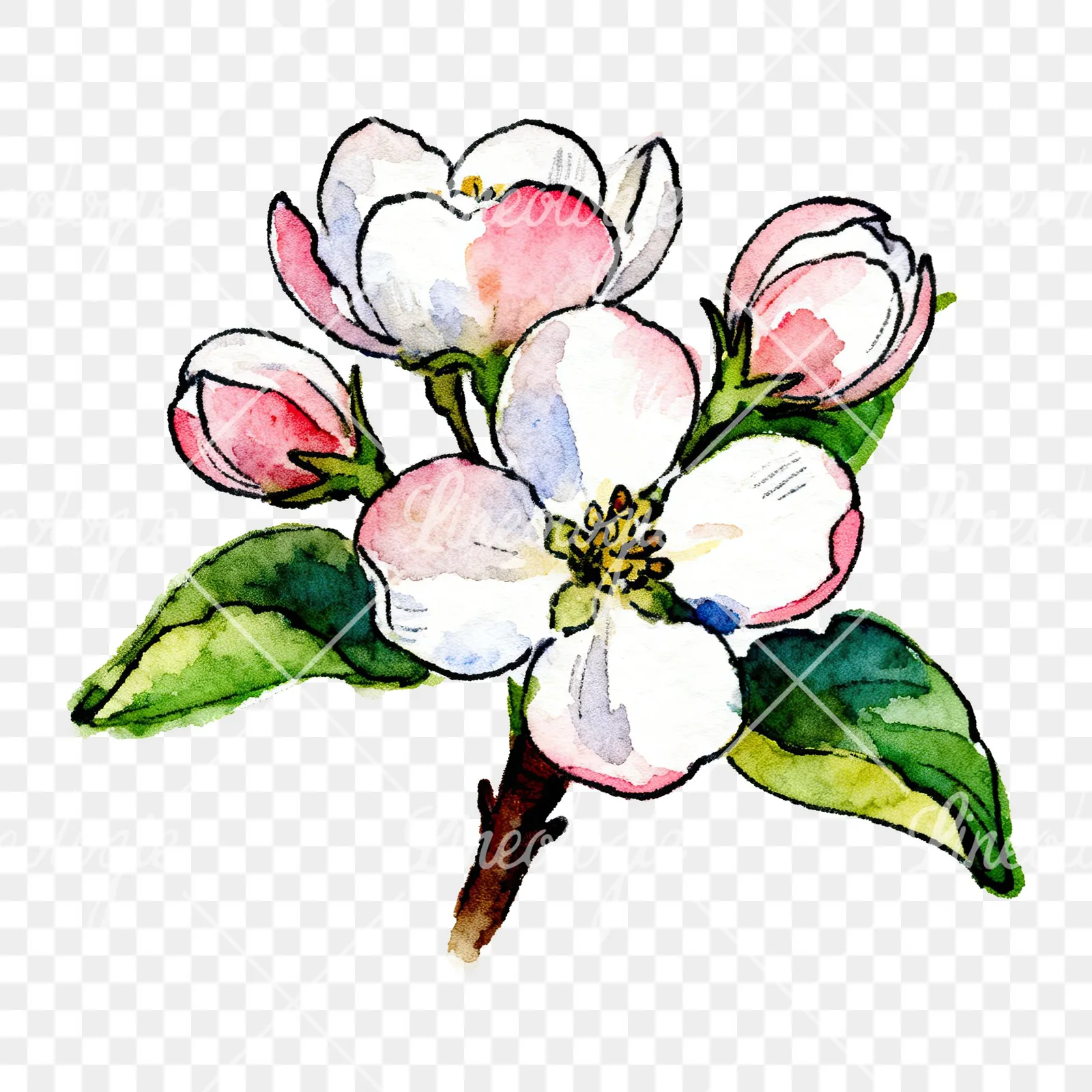 Watercolor apple blossom with green leaves clipart 1 of 6 on a transparent background (PNG)
