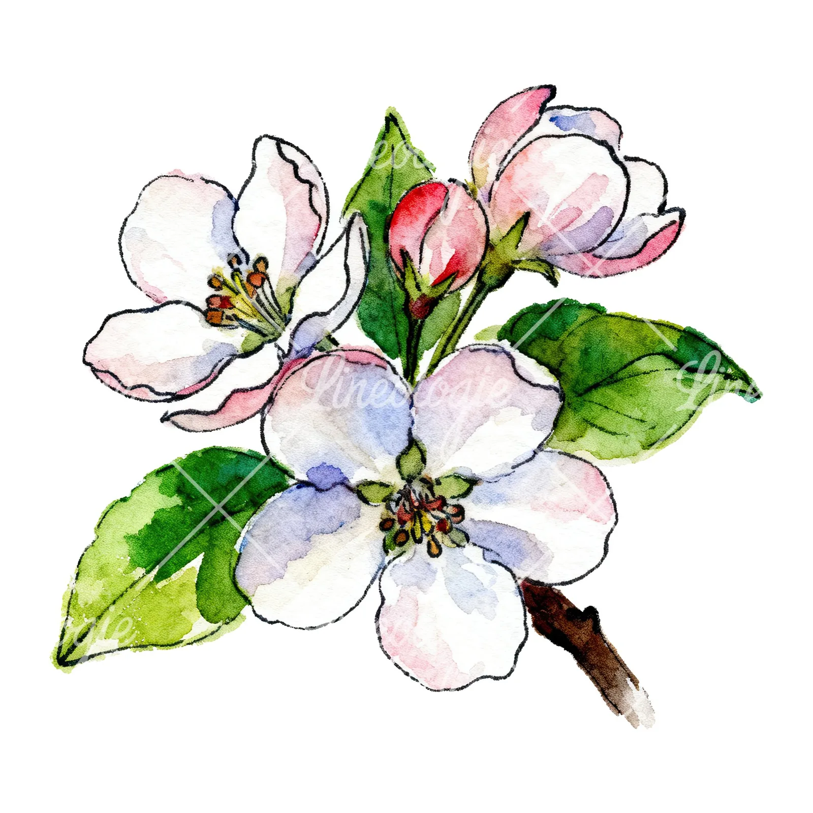 Watercolor apple blossom with green leaves clipart 2 of 6 on a white background (JPG)
