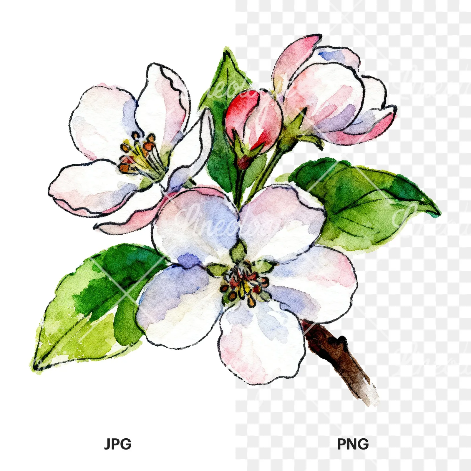 Watercolor apple blossom with green leaves clipart 2 of 6, as a JPG on white and a transparent PNG