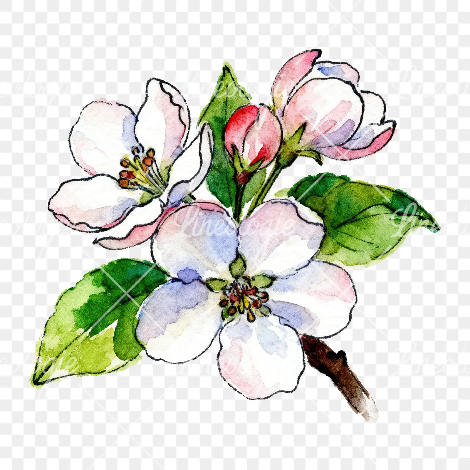 Watercolor apple blossom with green leaves clipart 2 of 6 on a transparent background (PNG)