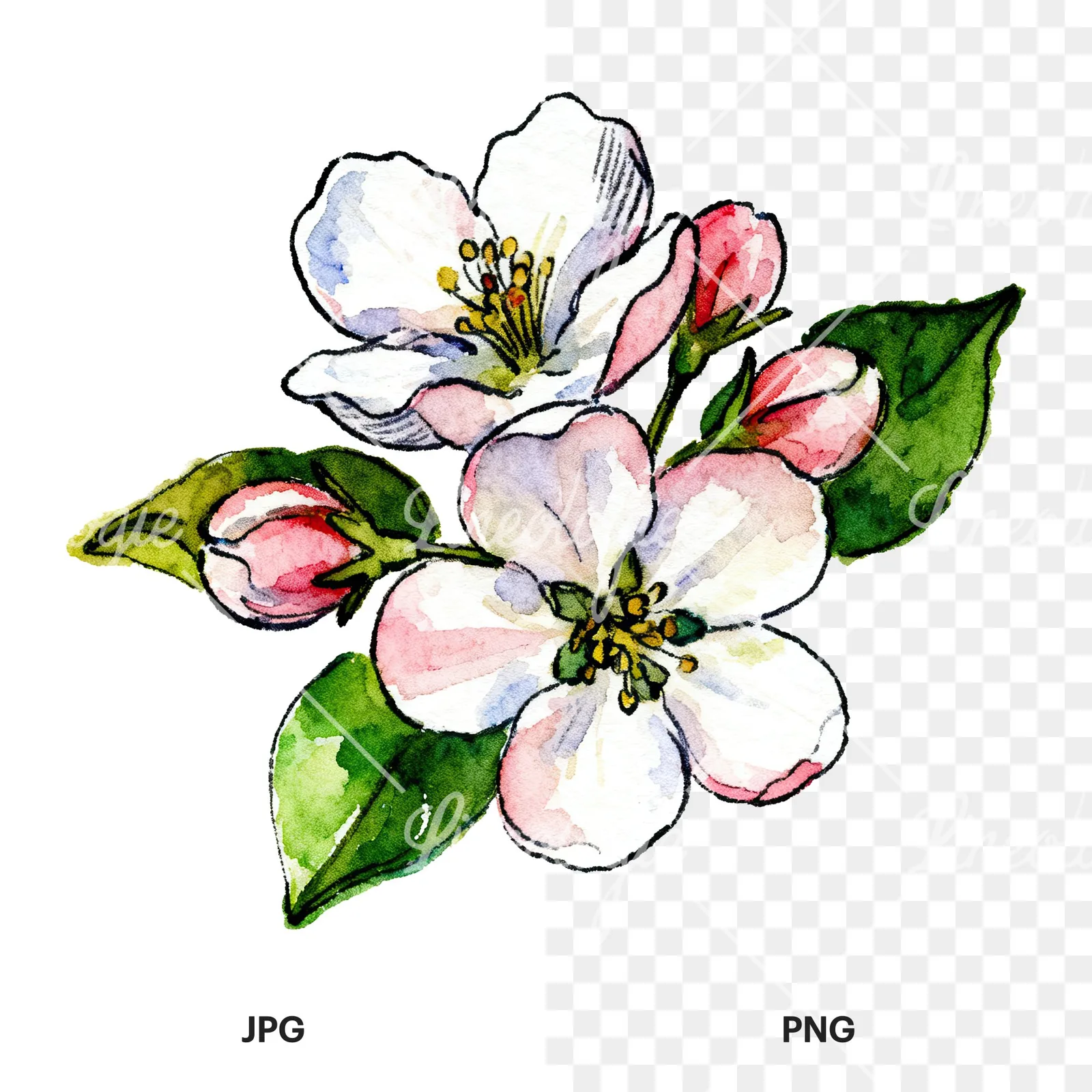 Watercolor apple blossom with green leaves clipart 3 of 6, as a JPG on white and a transparent PNG