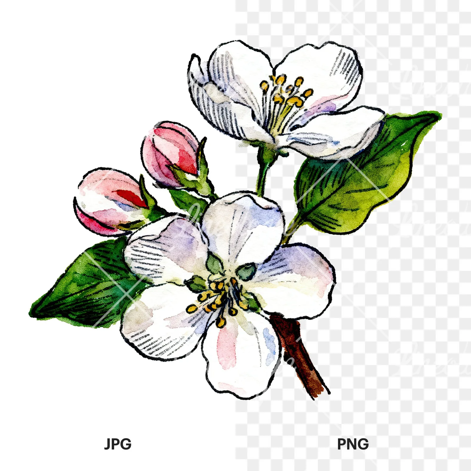 Watercolor apple blossom with green leaves clipart 5 of 6, as a JPG on white and a transparent PNG