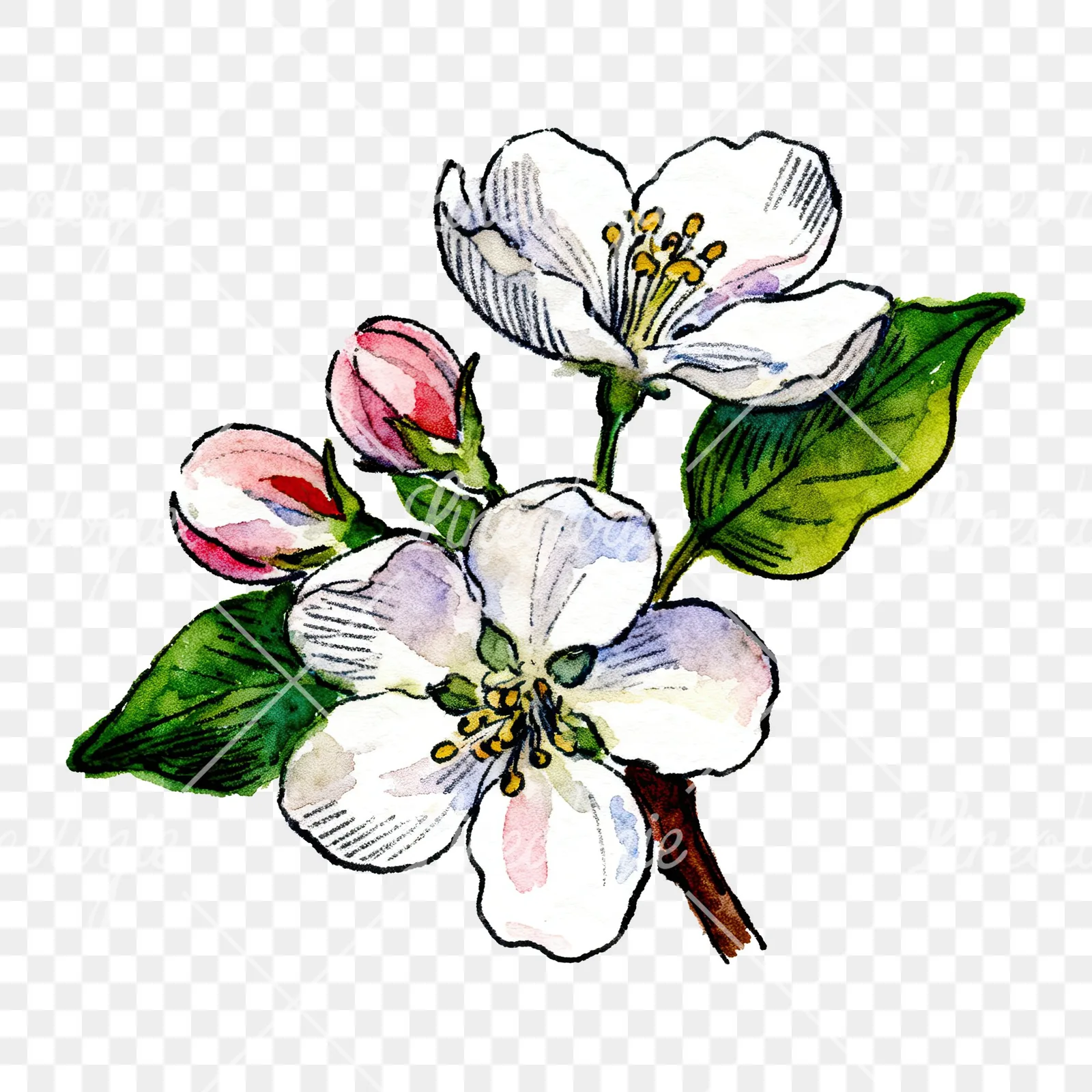 Watercolor apple blossom with green leaves clipart 5 of 6 on a transparent background (PNG)