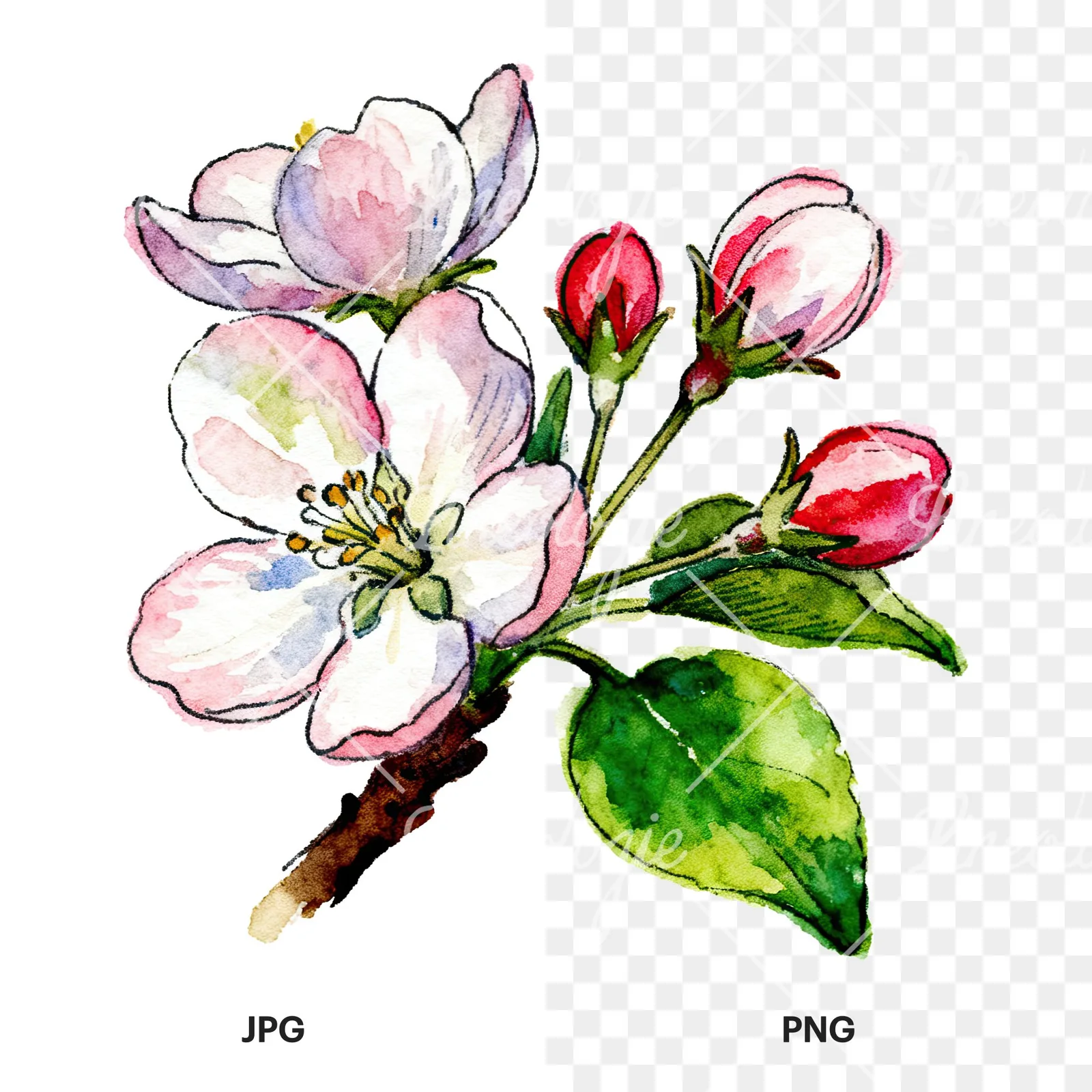Watercolor apple blossom with green leaves clipart 6 of 6, as a JPG on white and a transparent PNG