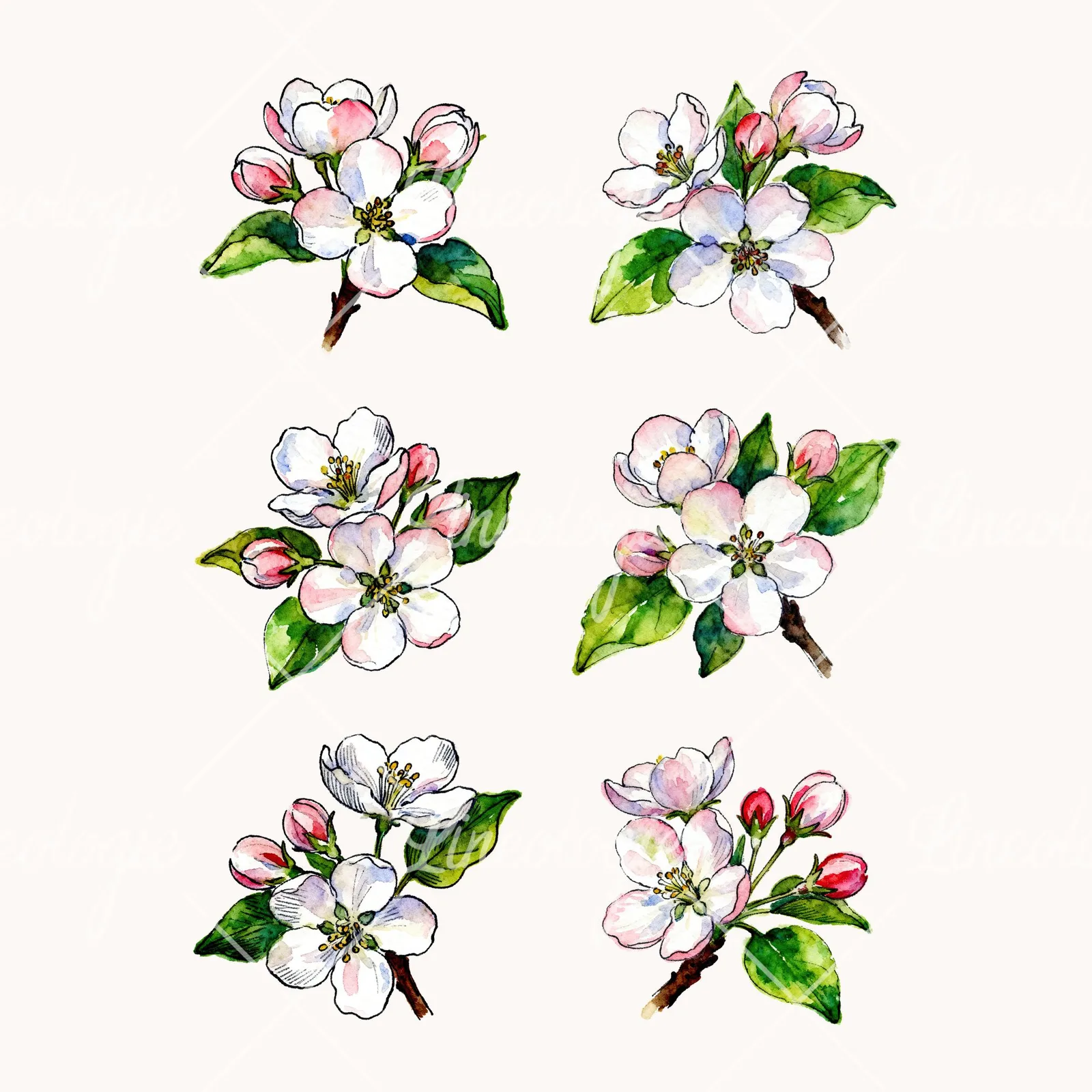 Watercolor Apple Blossom with Green Leaves Clipart, all 6 illustrations in the pack